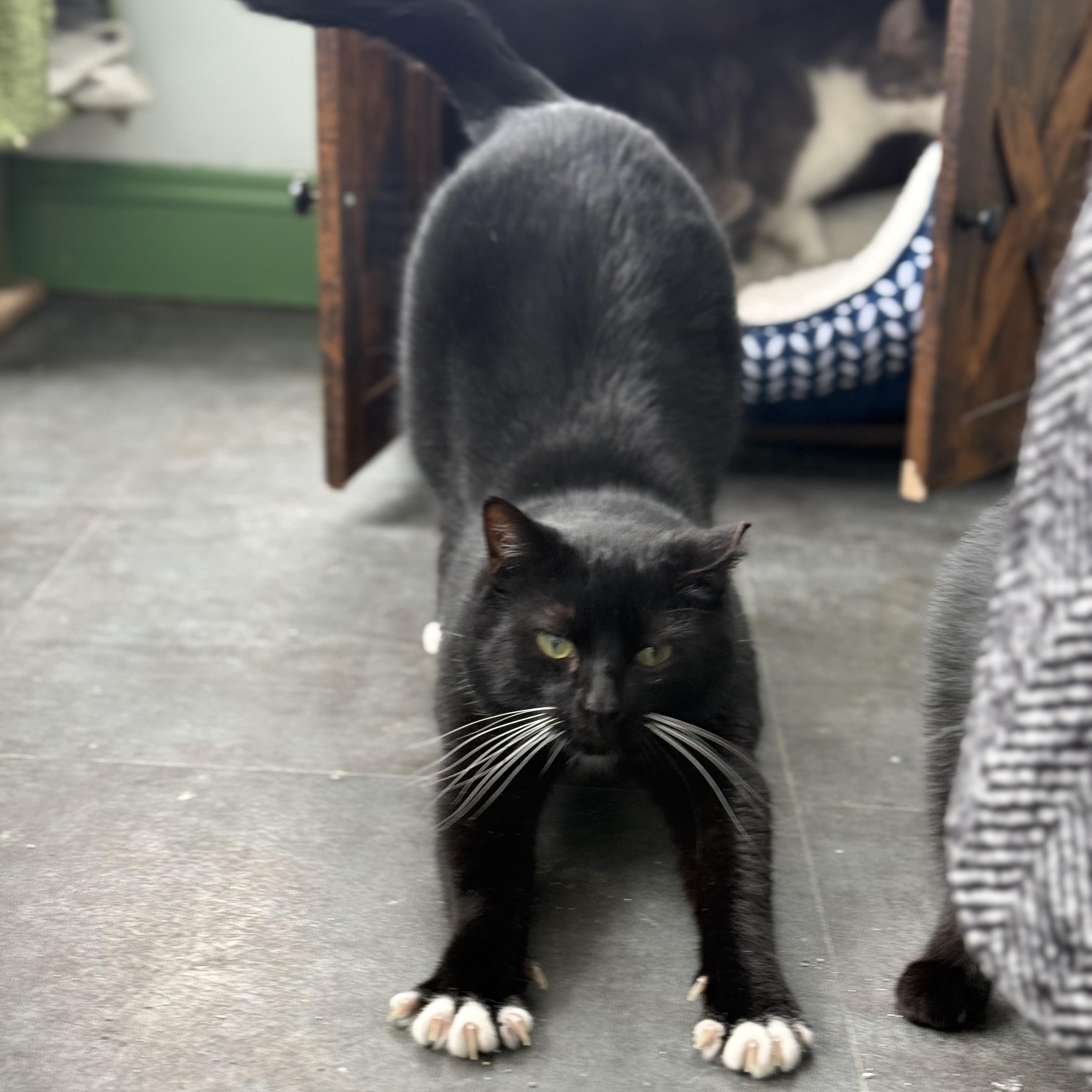 Enlarge Socks - ADOPTION PENDING!, a Adoptable Tuxedo in Grand Rapids, MI image 3/6