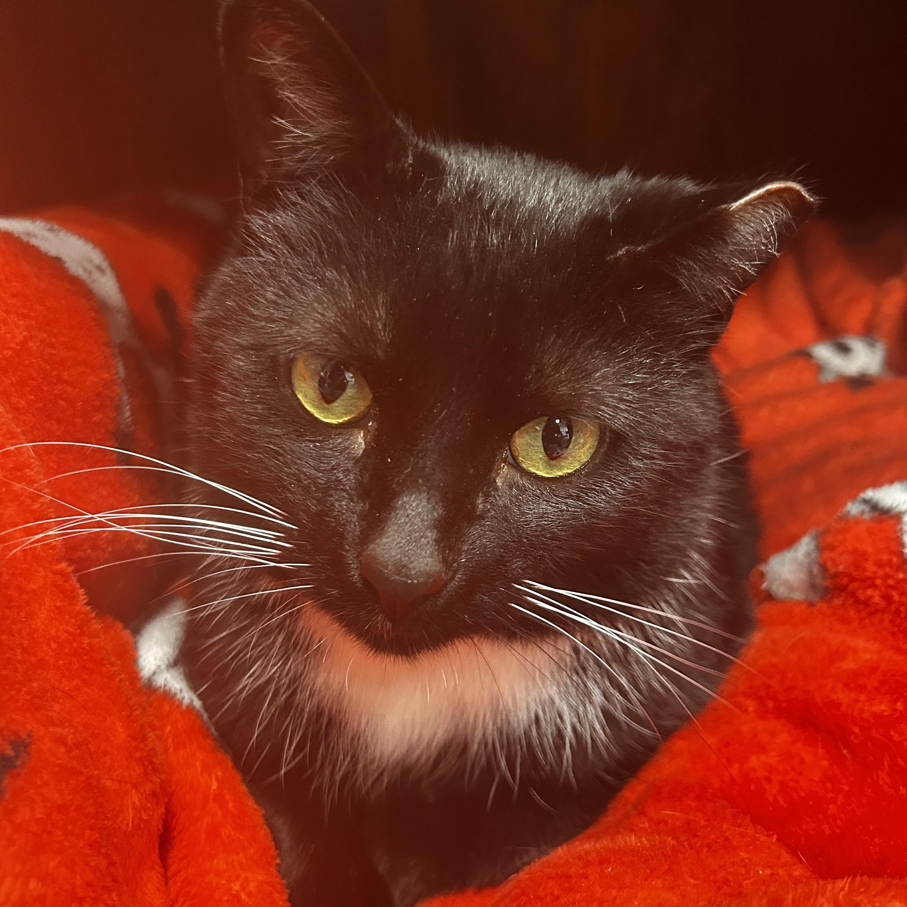 Enlarge Socks - ADOPTION PENDING!, a Adoptable Tuxedo in Grand Rapids, MI image 6/6