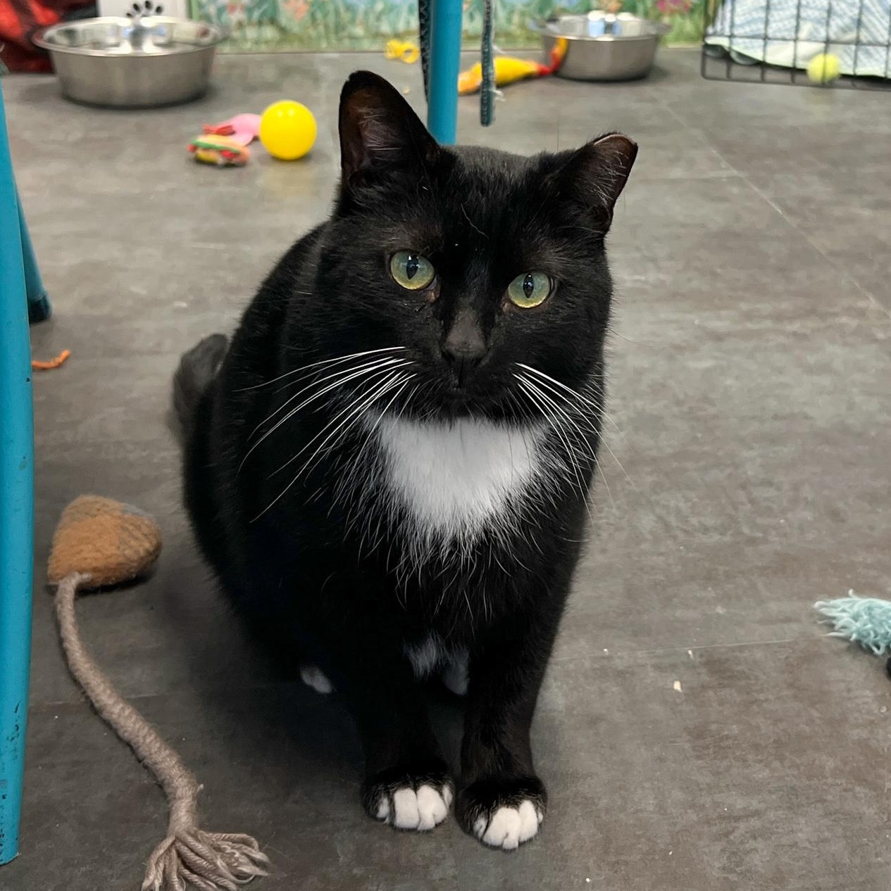 Socks - ADOPTION PENDING!, Adoptable, Young Male Tuxedo.