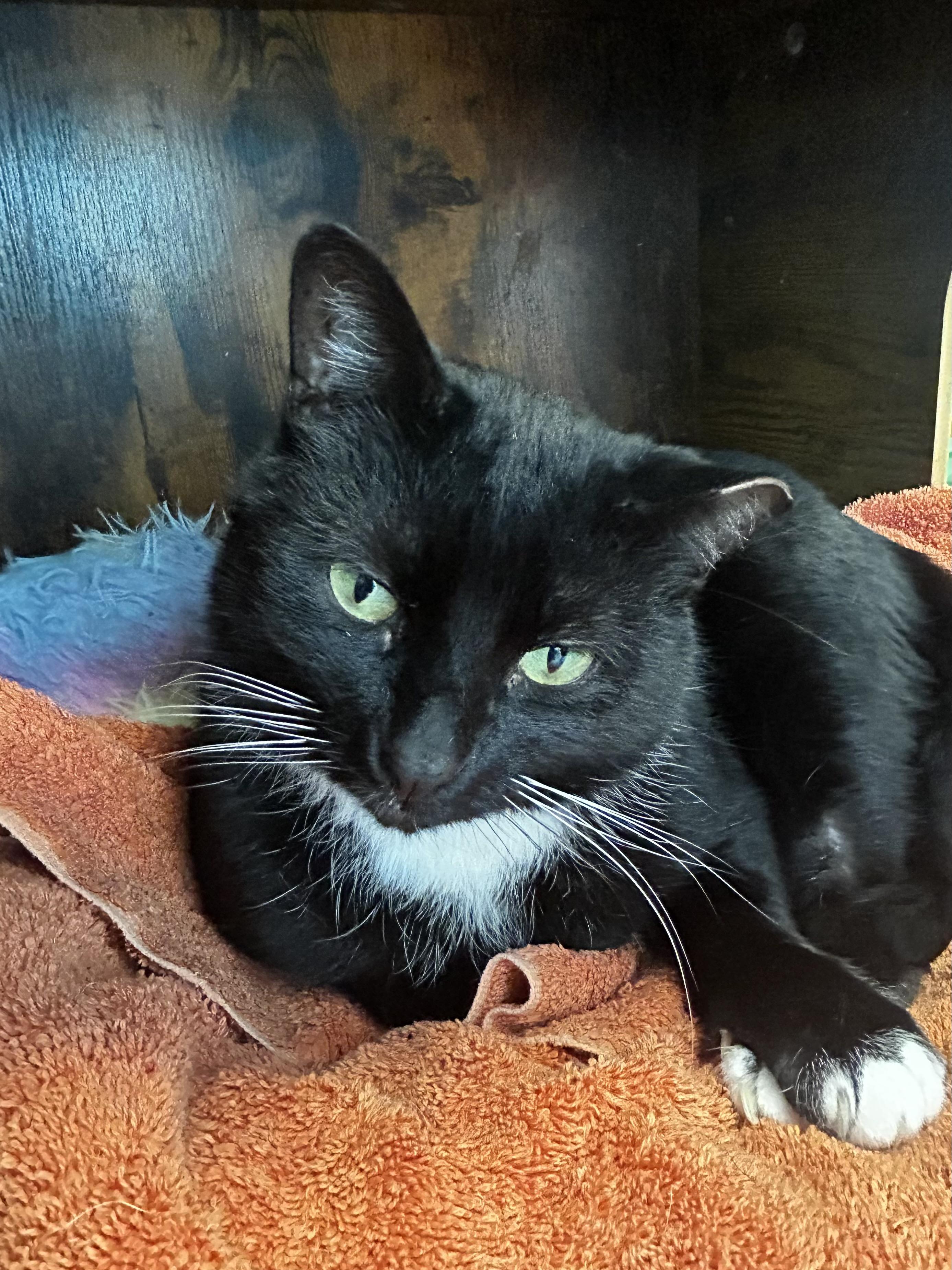 Enlarge Socks, a Adoptable Tuxedo in Grand Rapids, MI image 6/6