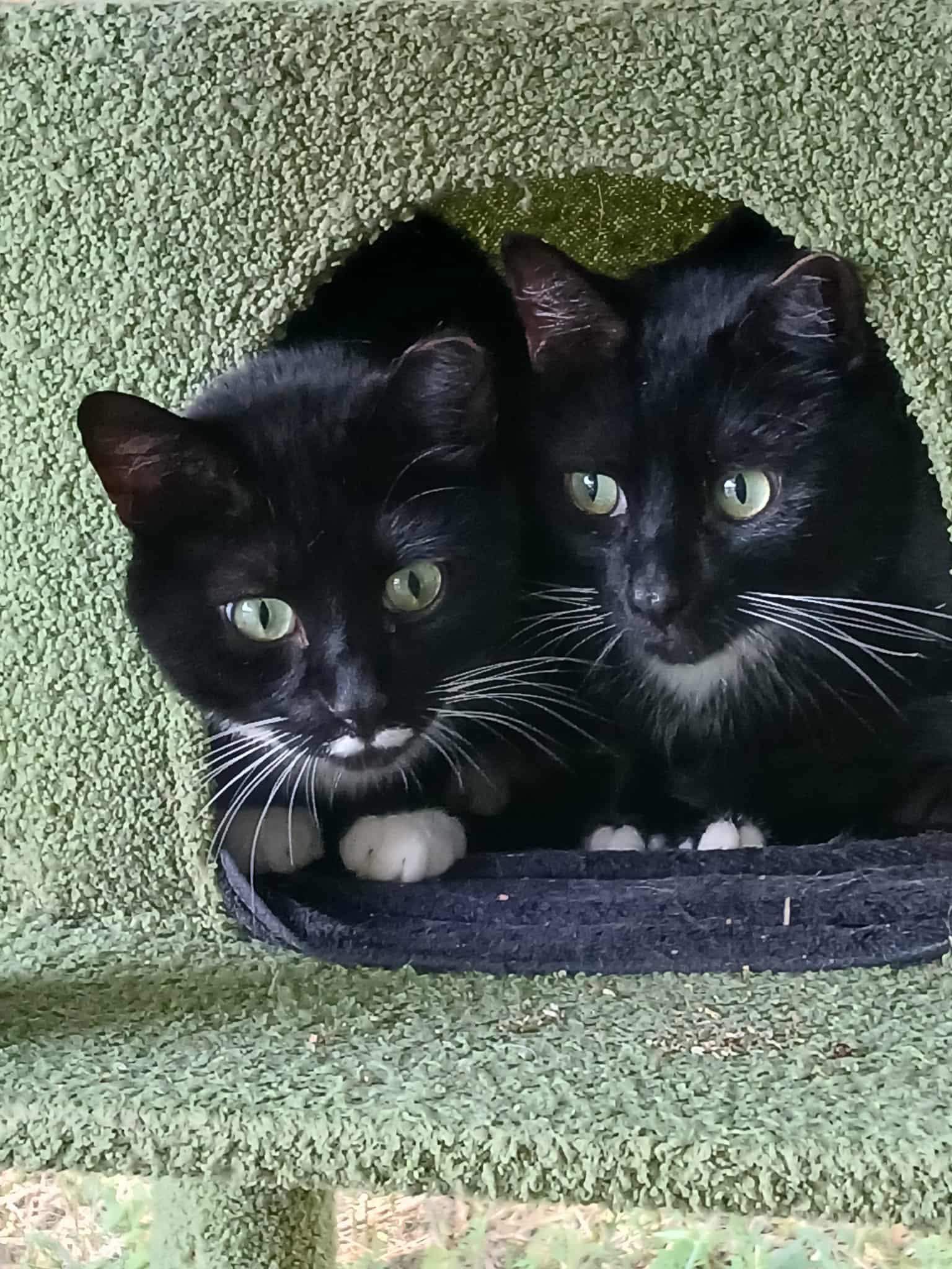 Enlarge Socks, a Adoptable Tuxedo in Grand Rapids, MI image 6/6