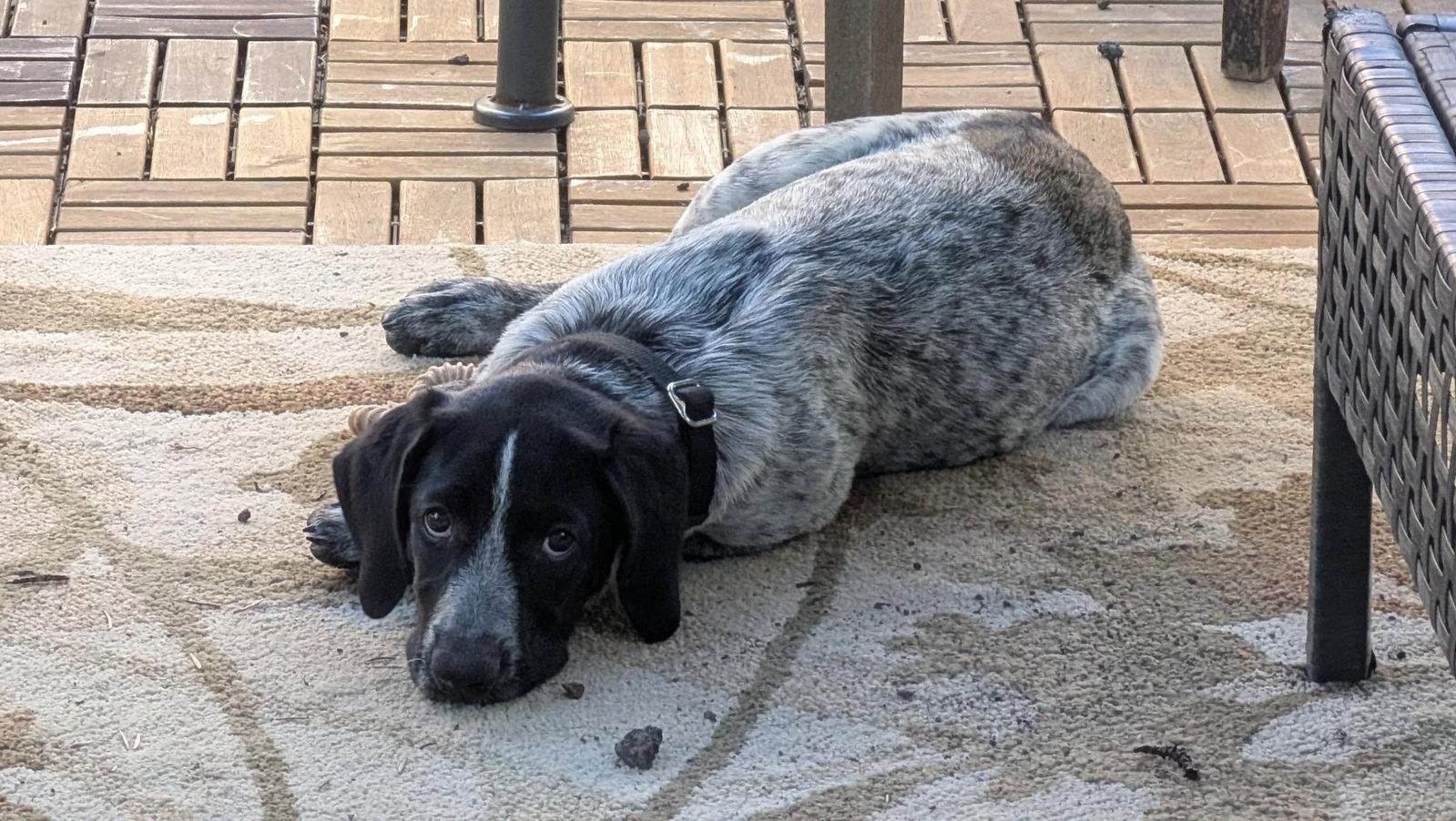 Georgia, Adoptable, Young Female Pointer.