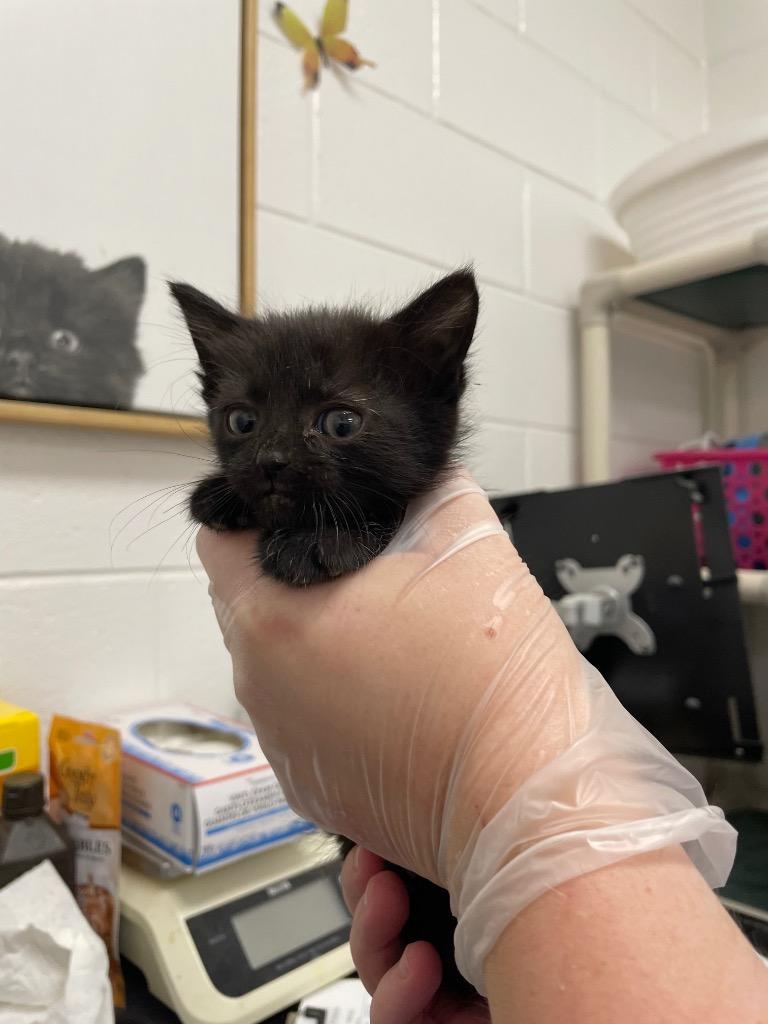 Blackberry, Adoptable, Kitten Female Domestic Short Hair.