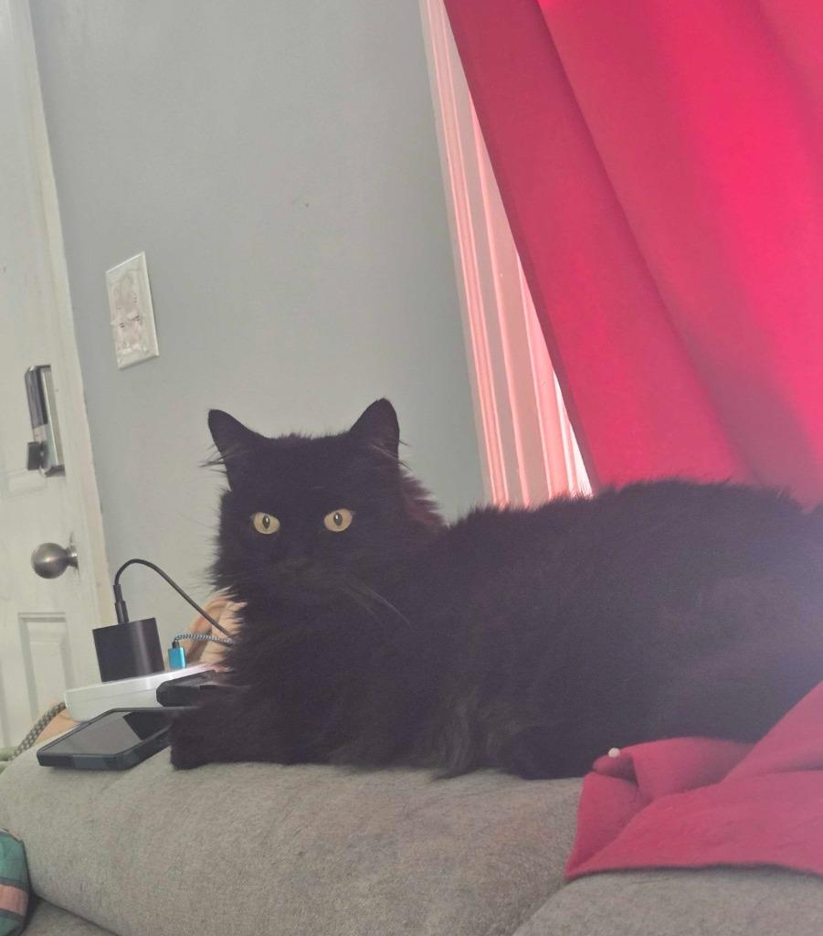 Bugg, Adoptable, Young Male Domestic Long Hair.