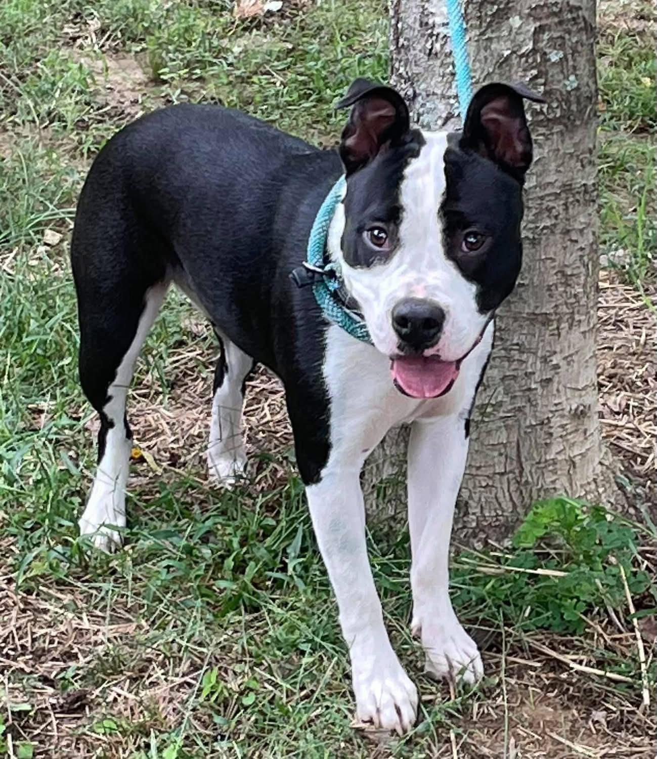 Panda, Adoptable, Adult Female Pit Bull Terrier & Boston Terrier.