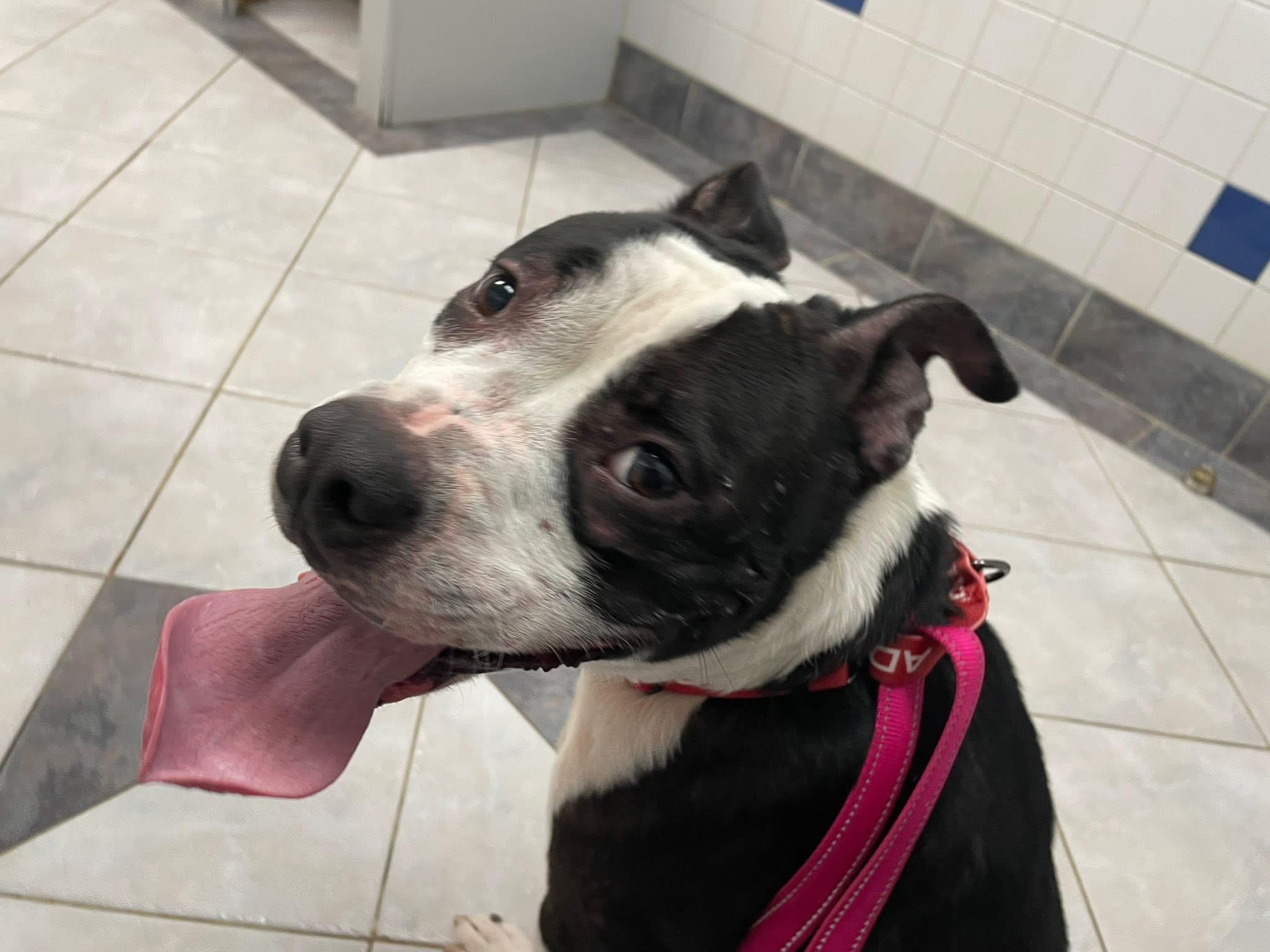 Panda, a Adoptable mixed breed in Stuarts Draft, VA image 2/2