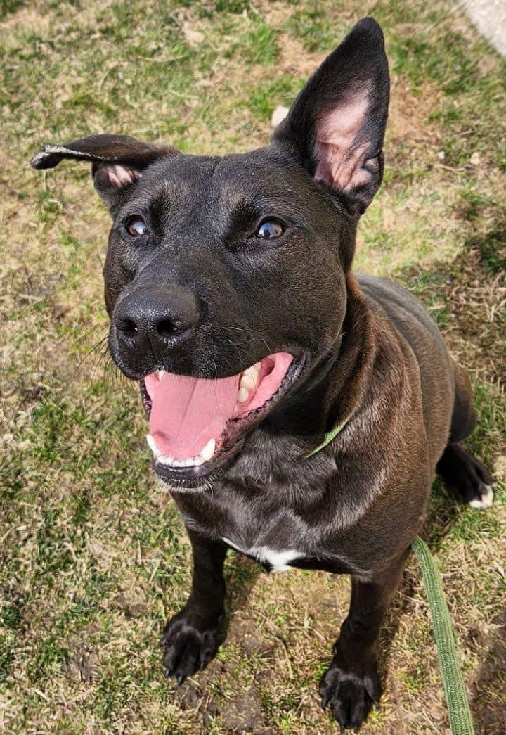 BROCK- Needs a foster/forever home!, a Adoptable Dutch Shepherd in Birmingham, MI image 1/6