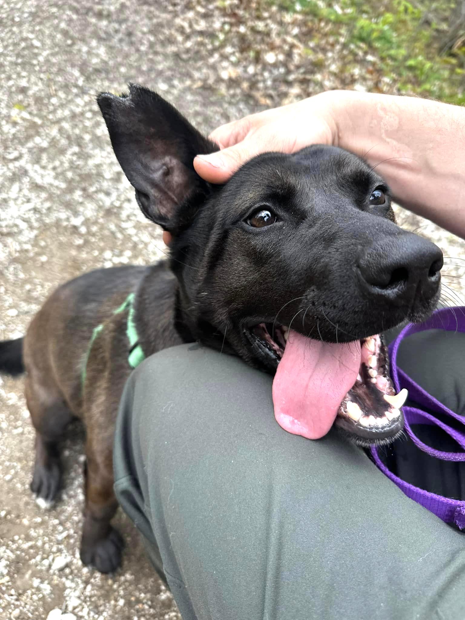 BROCK- Needs a foster/forever home!, an adoptable Dutch Shepherd in Birmingham, MI, 48012 | Photo Image 3