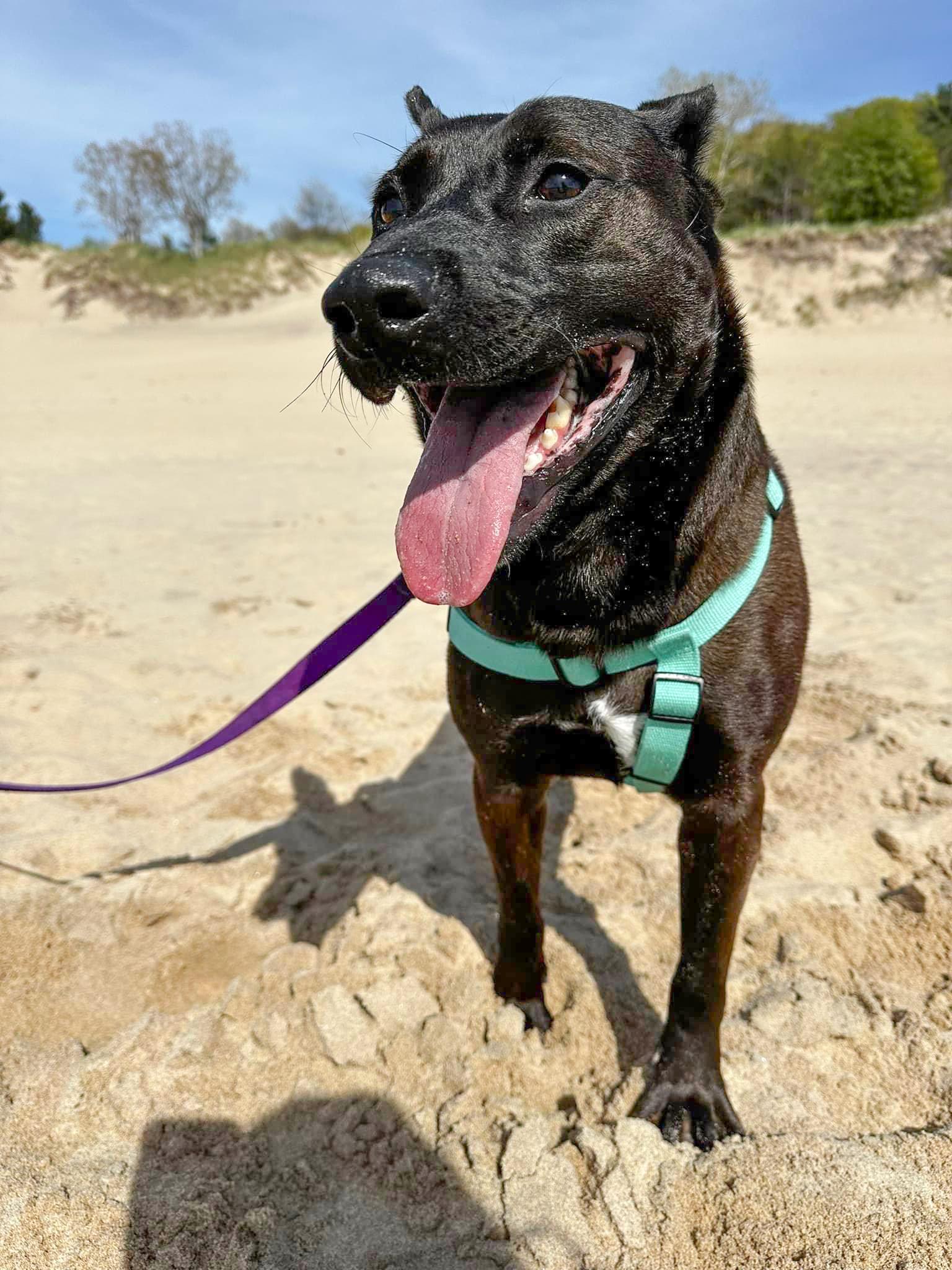 BROCK- Needs a foster/forever home!, an adoptable Dutch Shepherd in Birmingham, MI, 48012 | Photo Image 5