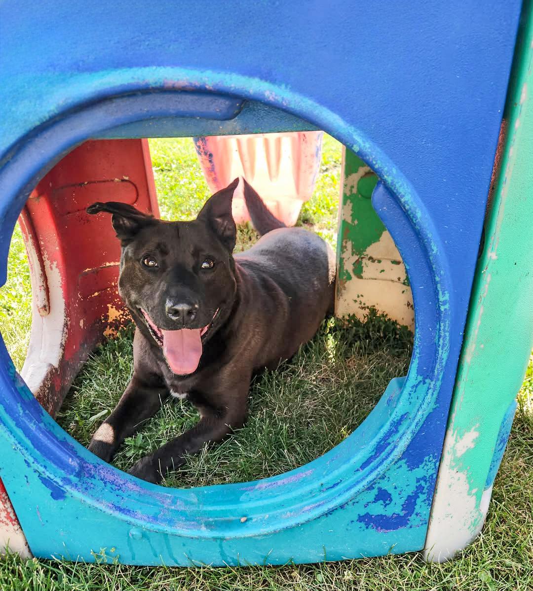 BROCK- Needs a foster/forever home!, a Adoptable Dutch Shepherd in Birmingham, MI image 2/6