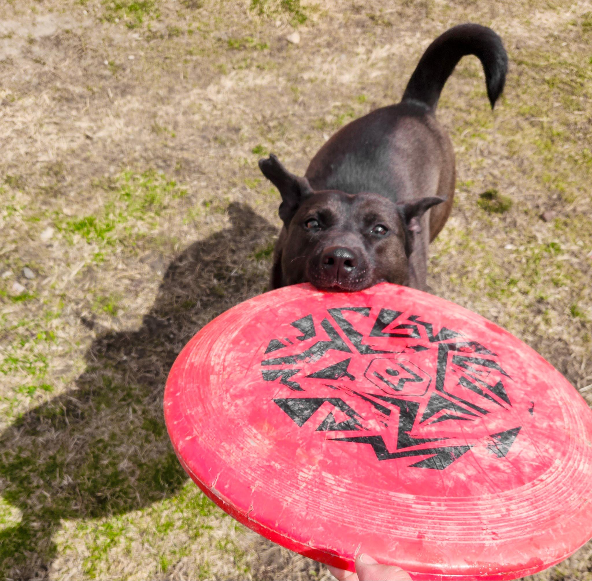 BROCK- Needs a foster/forever home!, a Adoptable Dutch Shepherd in Birmingham, MI image 4/6