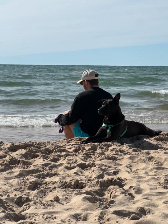 Enlarge BROCK- Needs a foster/forever home!, a Adoptable Dutch Shepherd in Birmingham, MI video 6/6