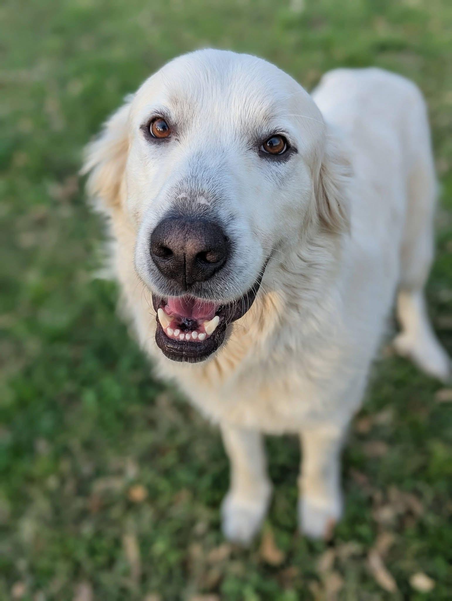 Lucas , ADOPTABLE, Young Male Great Pyrenees.