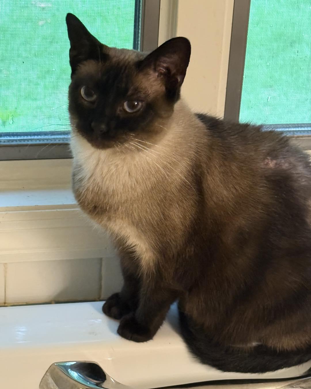 NORI, Adopted, Adult Female Siamese & Domestic Short Hair.