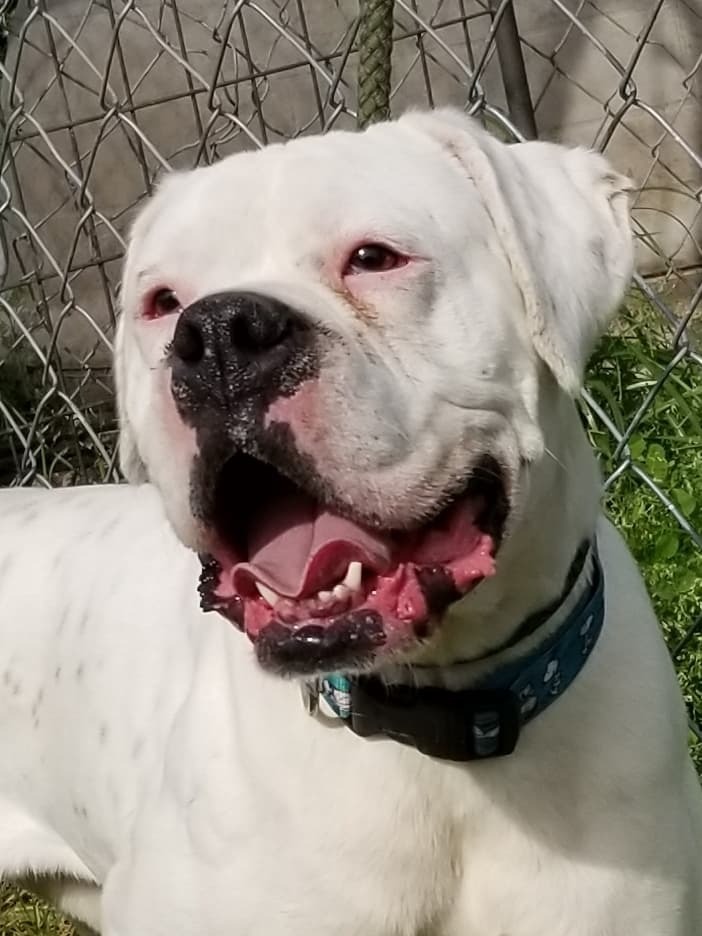 Brodie, a Adoptable Boxer image 1/6