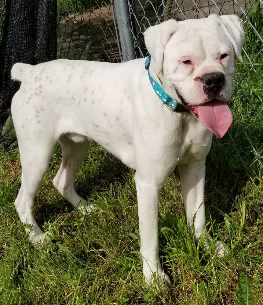 Brodie, Adult Male Boxer