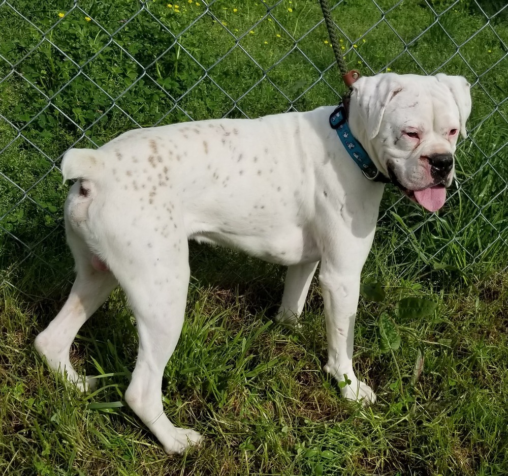 Brodie, a Adoptable Boxer image 3/6