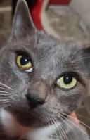 Sarah Lee, ADOPTABLE, Adult Female Domestic Short Hair.
