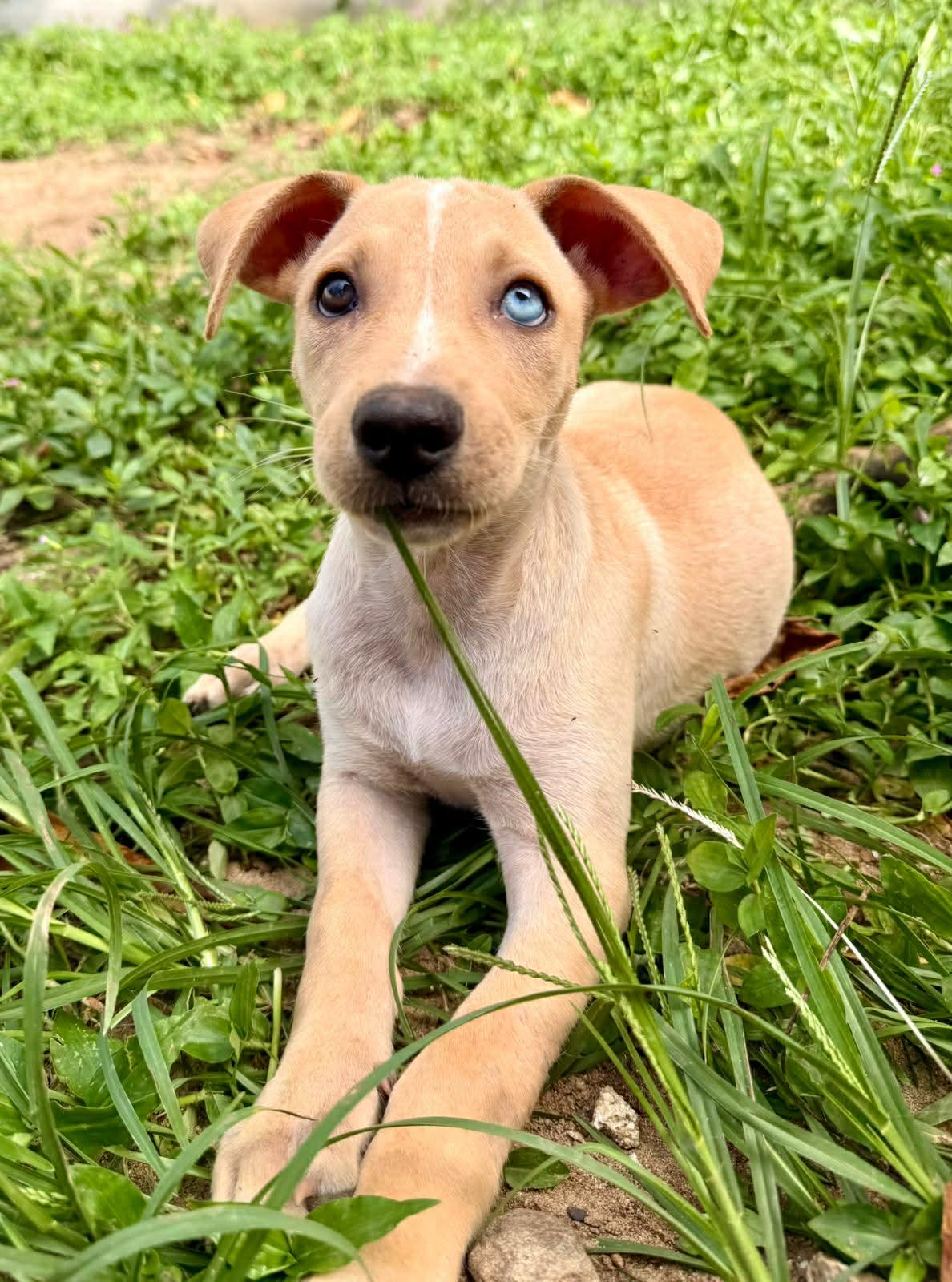 Enlarge Bluey, a ADOPTABLE mixed breed in Warren, NJ image 3/4