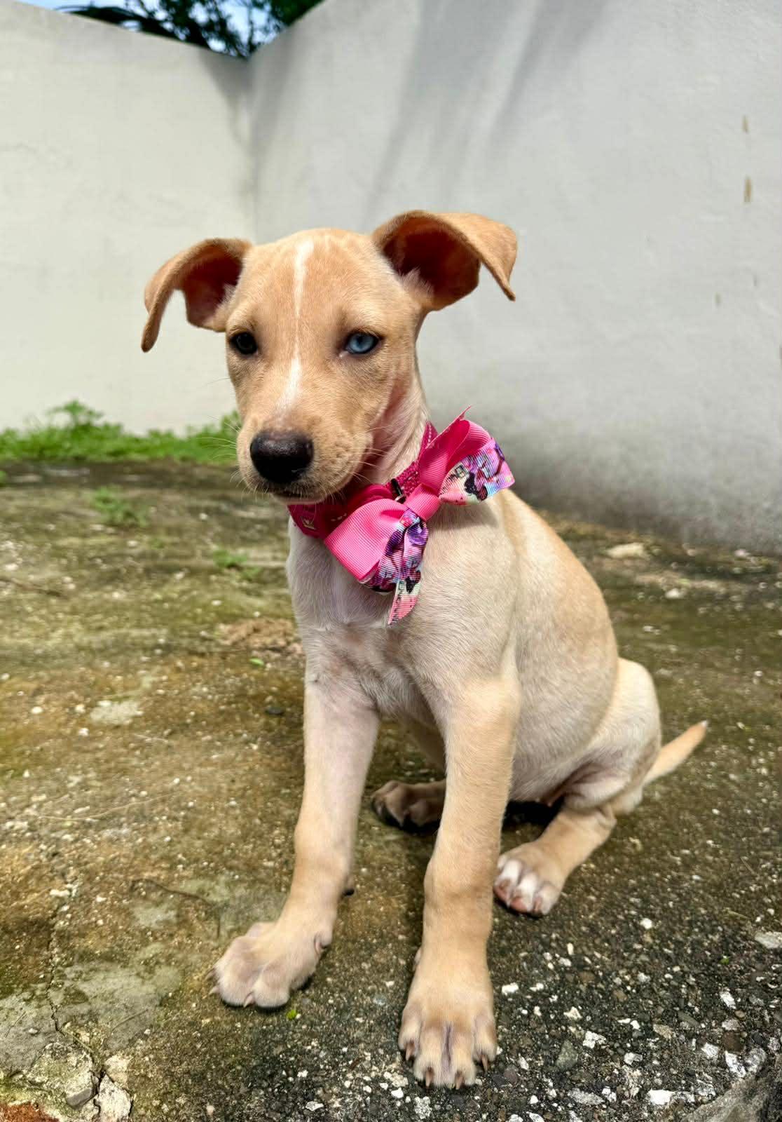 Enlarge Bluey, a ADOPTABLE mixed breed in Warren, NJ image 4/4