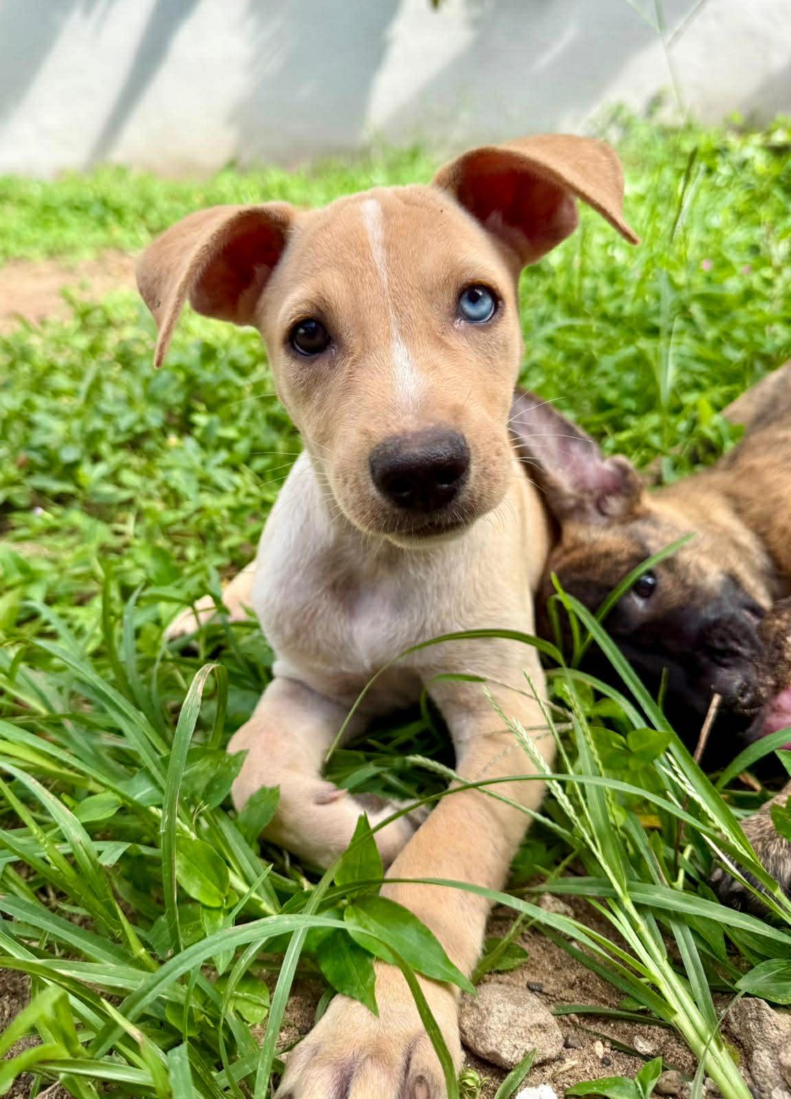 Bluey, ADOPTABLE, Puppy Female Carolina Dog.
