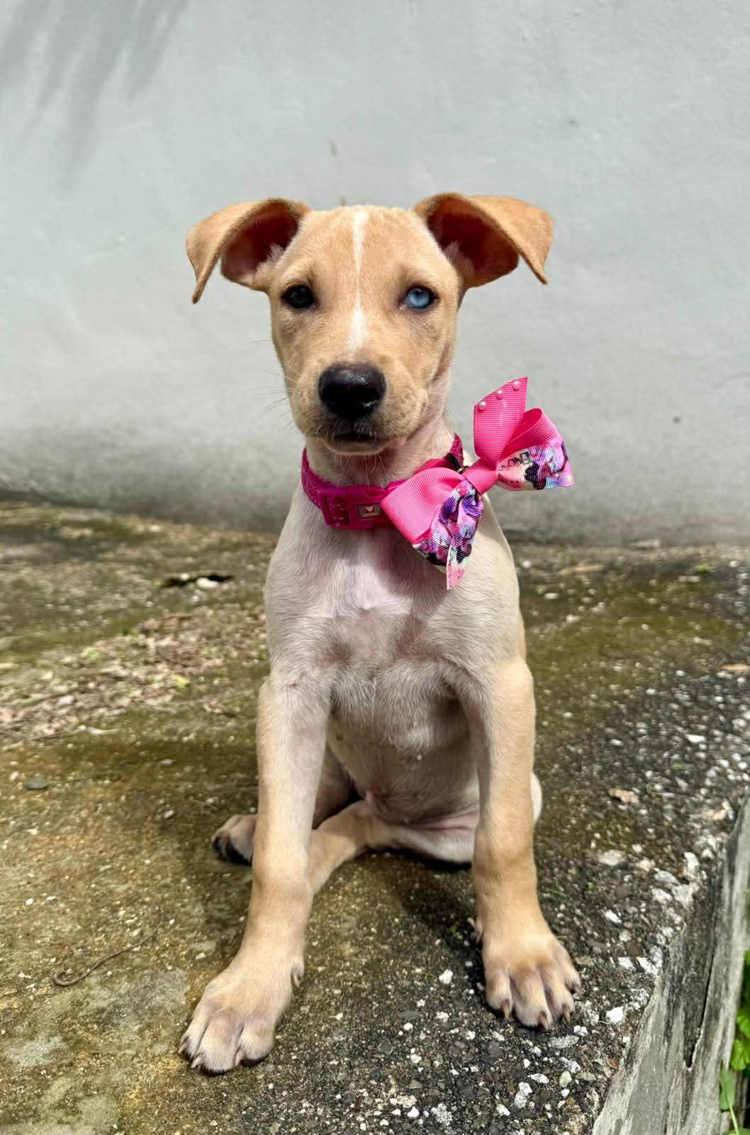 Enlarge Bluey, a ADOPTABLE mixed breed in Warren, NJ image 2/4