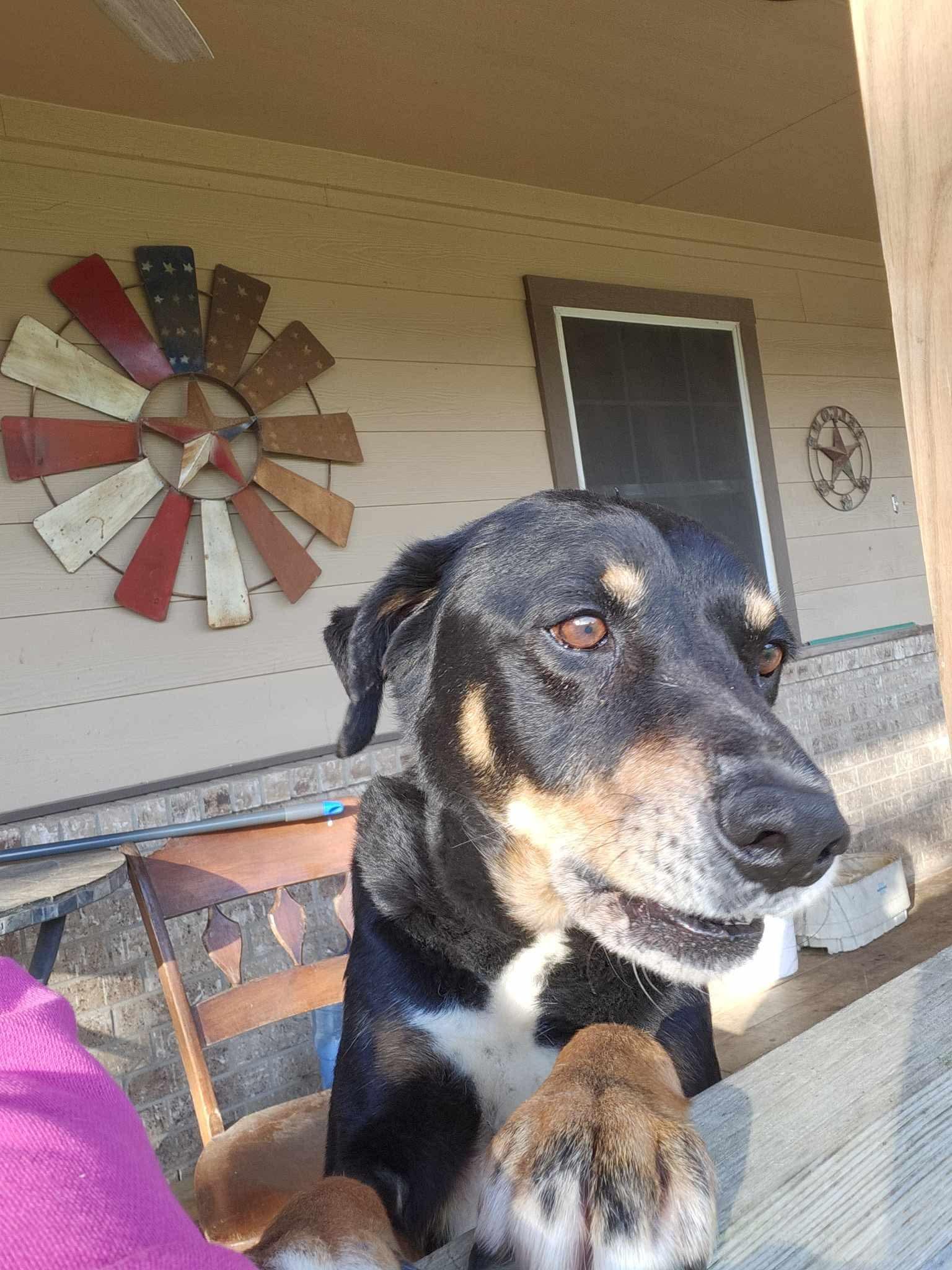 Meet Buddy  Your New Best Friend Looking for a loyal companion with a heart of gold and a mellow