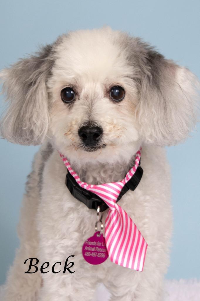Beck (Bo), Adoptable, Senior Male Poodle & Shepherd.