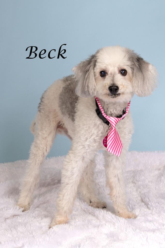 Enlarge Beck (Bo), a Adoptable mixed breed in Gilbert, AZ image 2/2