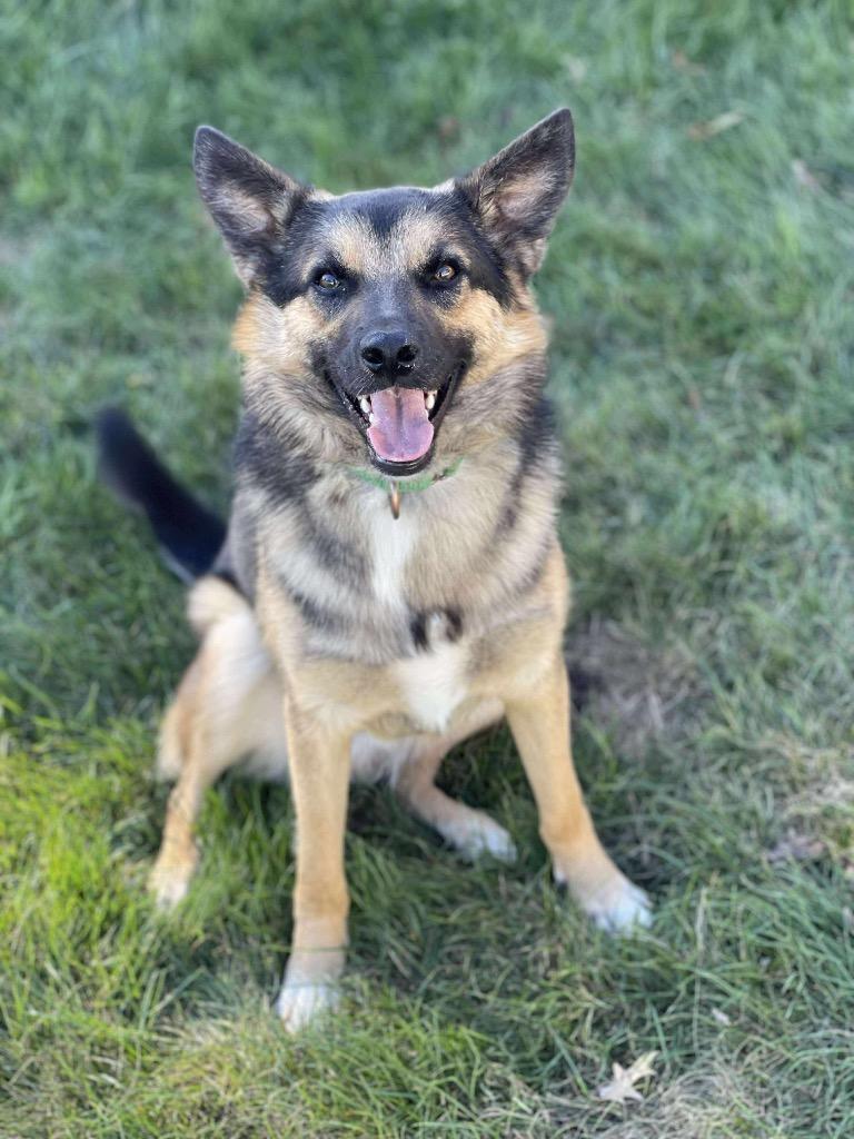 Stitch, Adoptable, Young Male German Shepherd Dog & Australian Shepherd.
