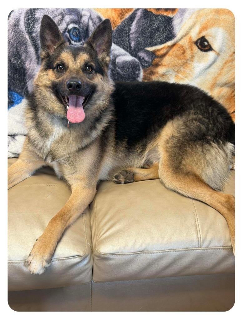 Stitch, Adoptable, Young Male German Shepherd Dog & Australian Shepherd.