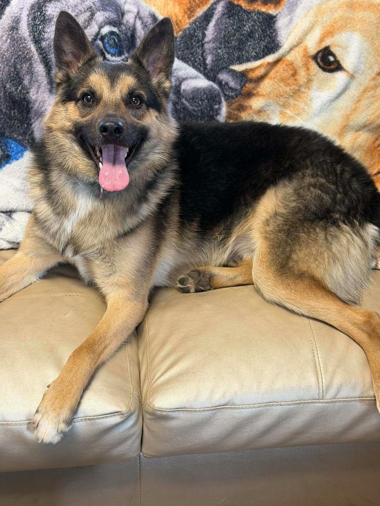 Stitch, a Adoptable mixed breed in Decatur, IN image 2/6