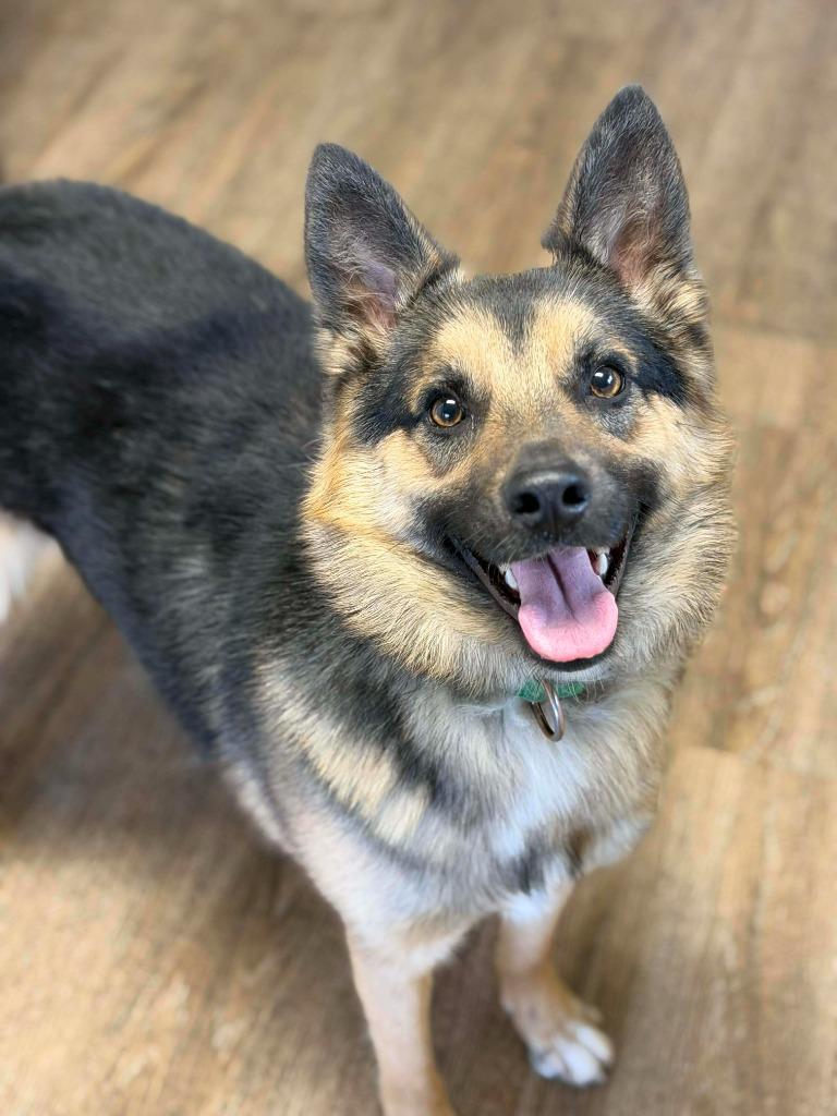 Stitch, a Adoptable mixed breed in Decatur, IN image 3/6