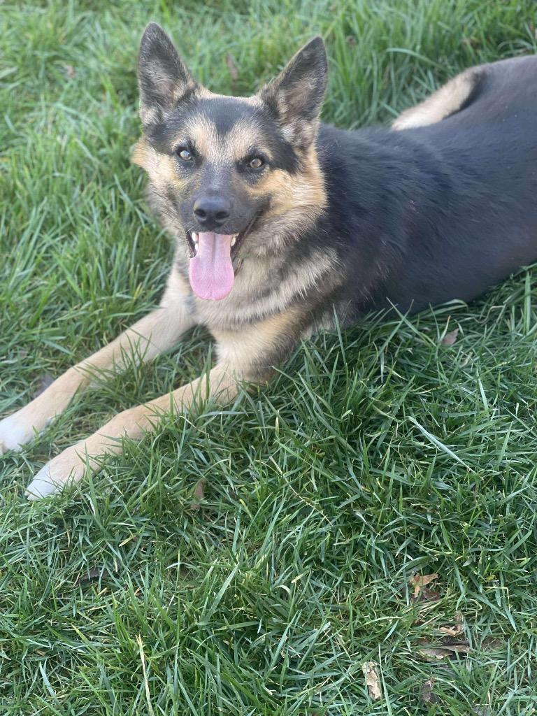 Stitch, a Adoptable mixed breed in Decatur, IN image 3/4