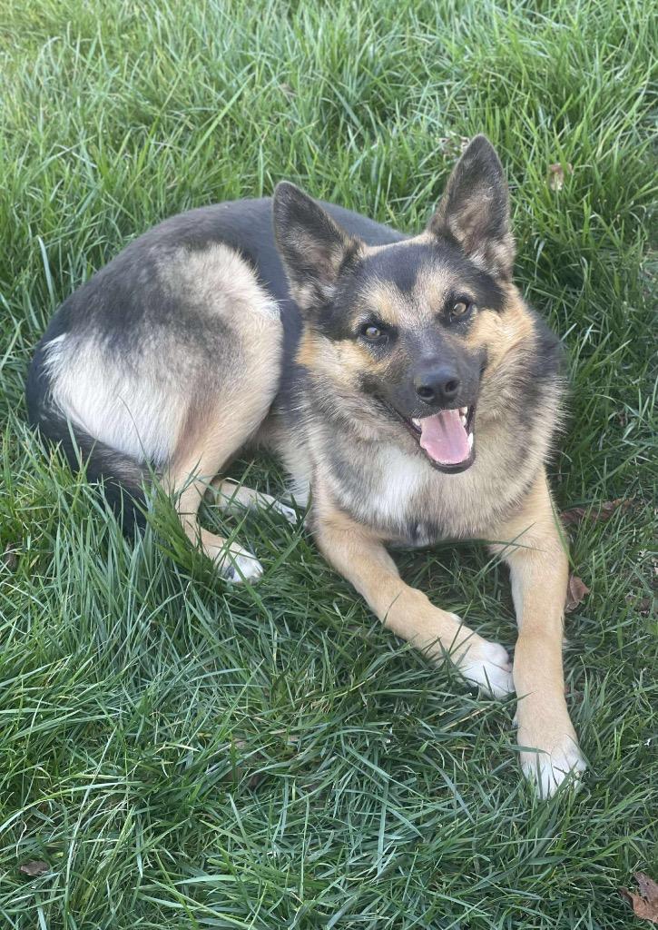 Enlarge Stitch, a Adoptable mixed breed in Decatur, IN image 2/4