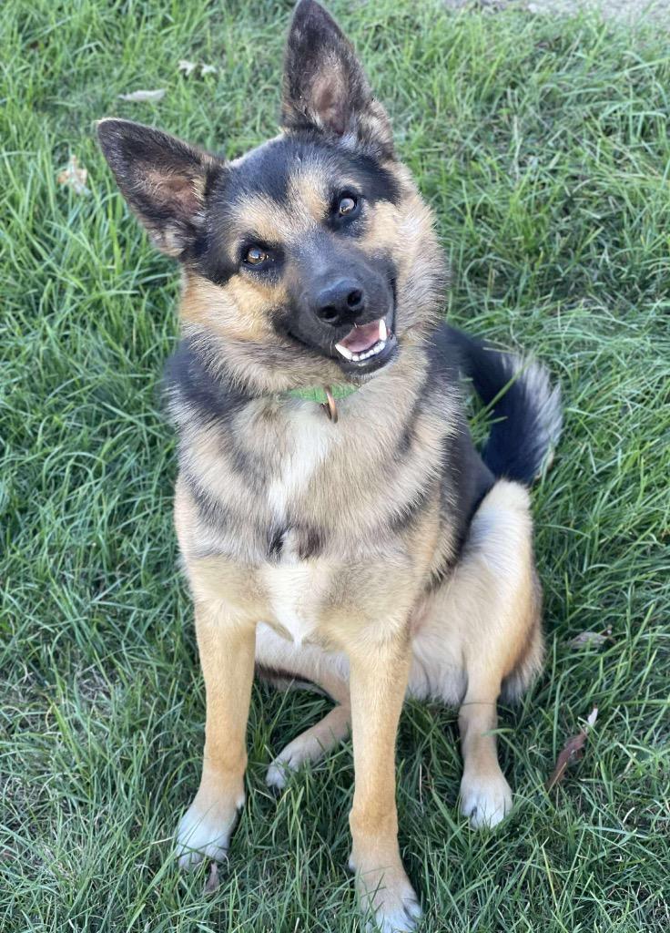 Enlarge Stitch, a Adoptable mixed breed in Decatur, IN image 4/4