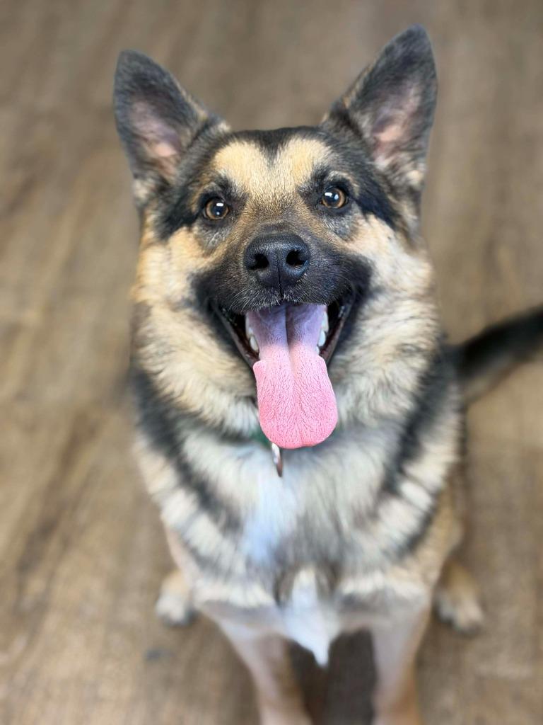 Stitch, a Adoptable mixed breed in Decatur, IN image 5/6