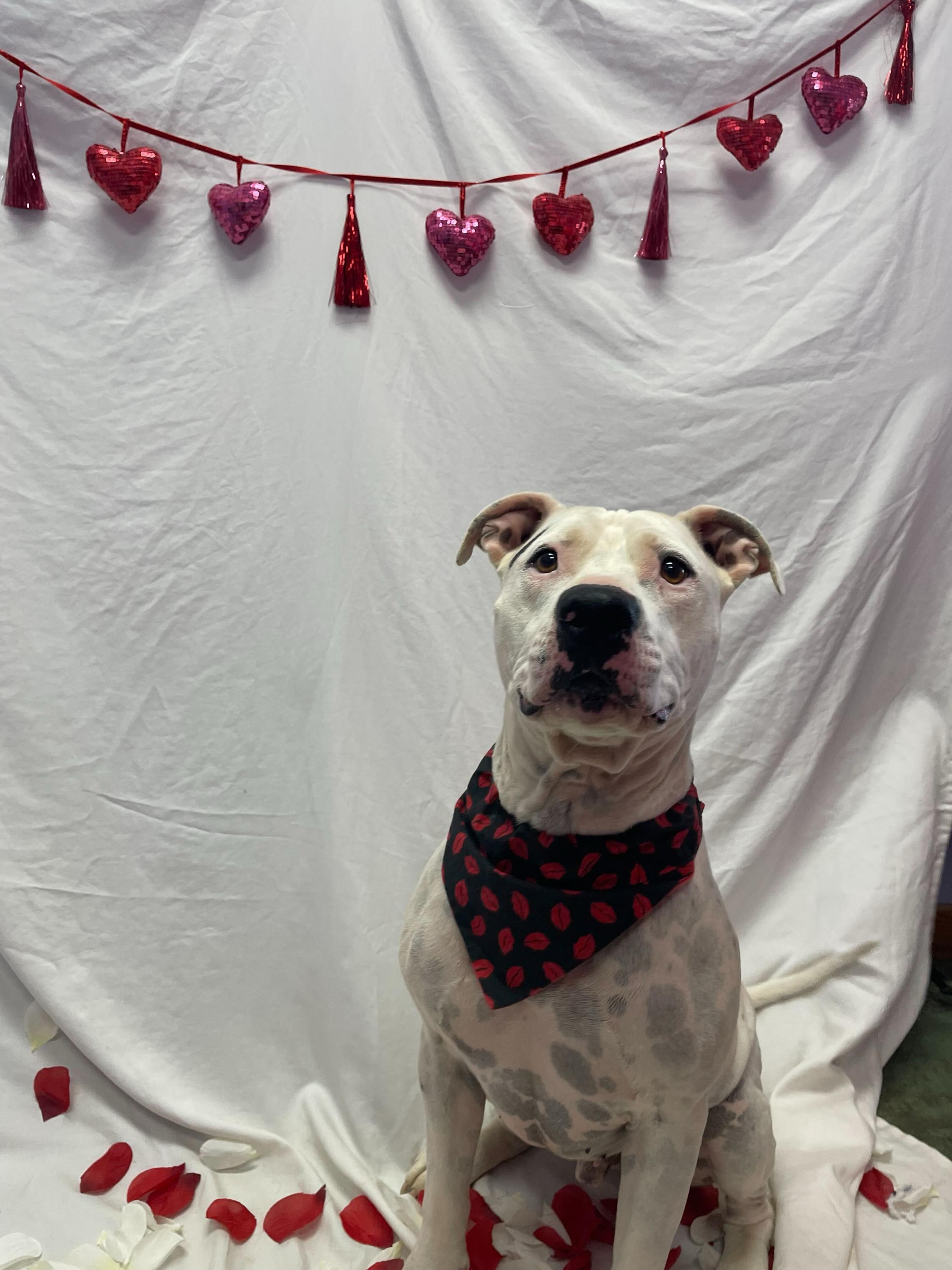 Enlarge Clyde, a ADOPTABLE Pit Bull Terrier in Pantego, TX image 3/4