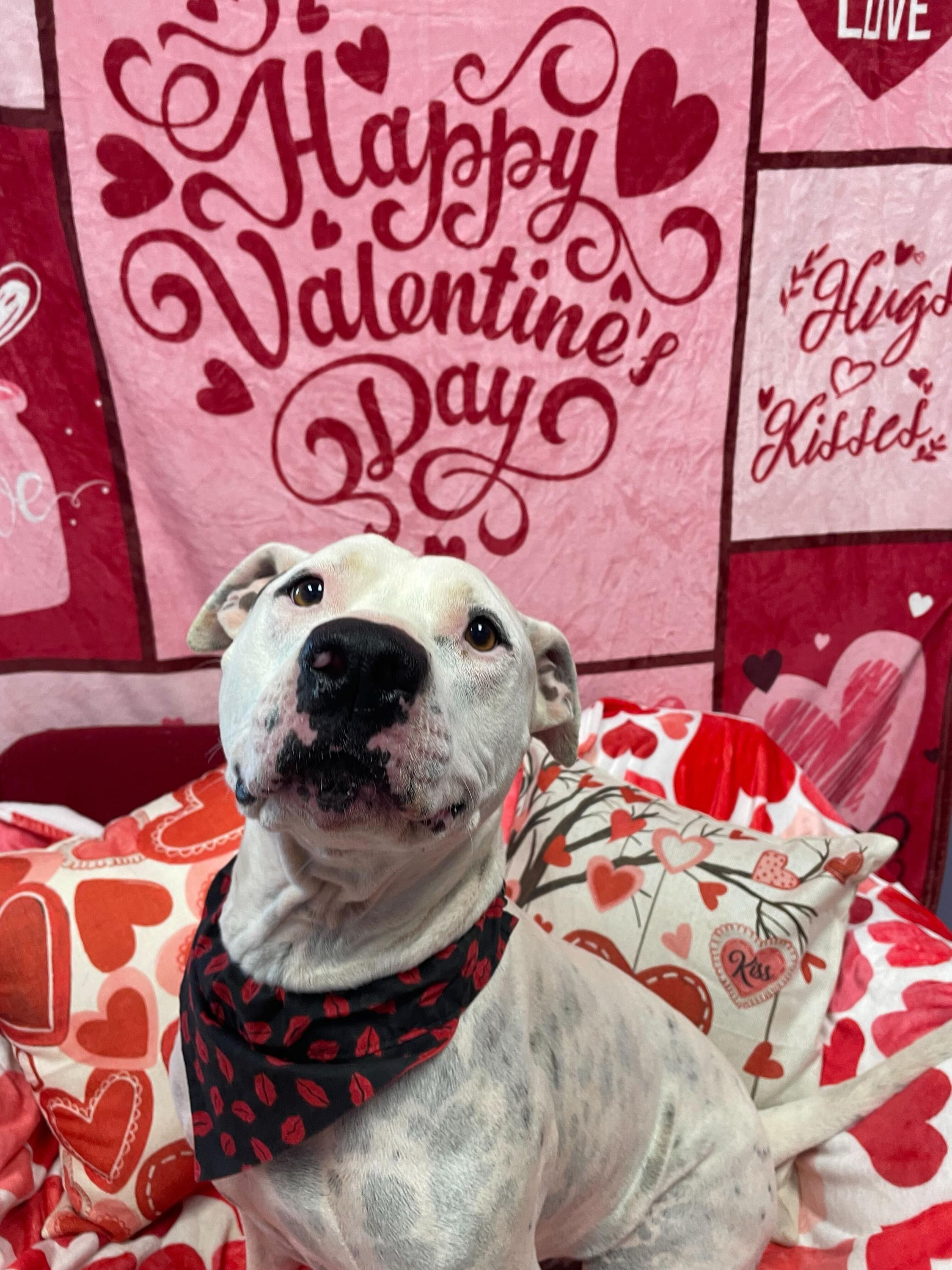 Clyde, Adoptable, Adult Male Pit Bull Terrier.
