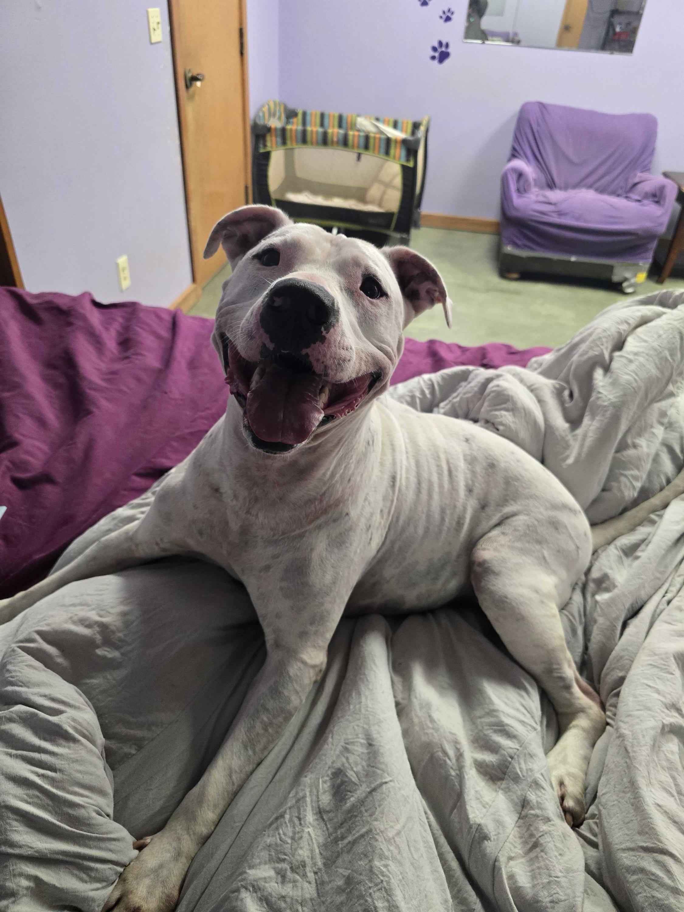 Enlarge Clyde, a ADOPTABLE Pit Bull Terrier in Pantego, TX image 1/4