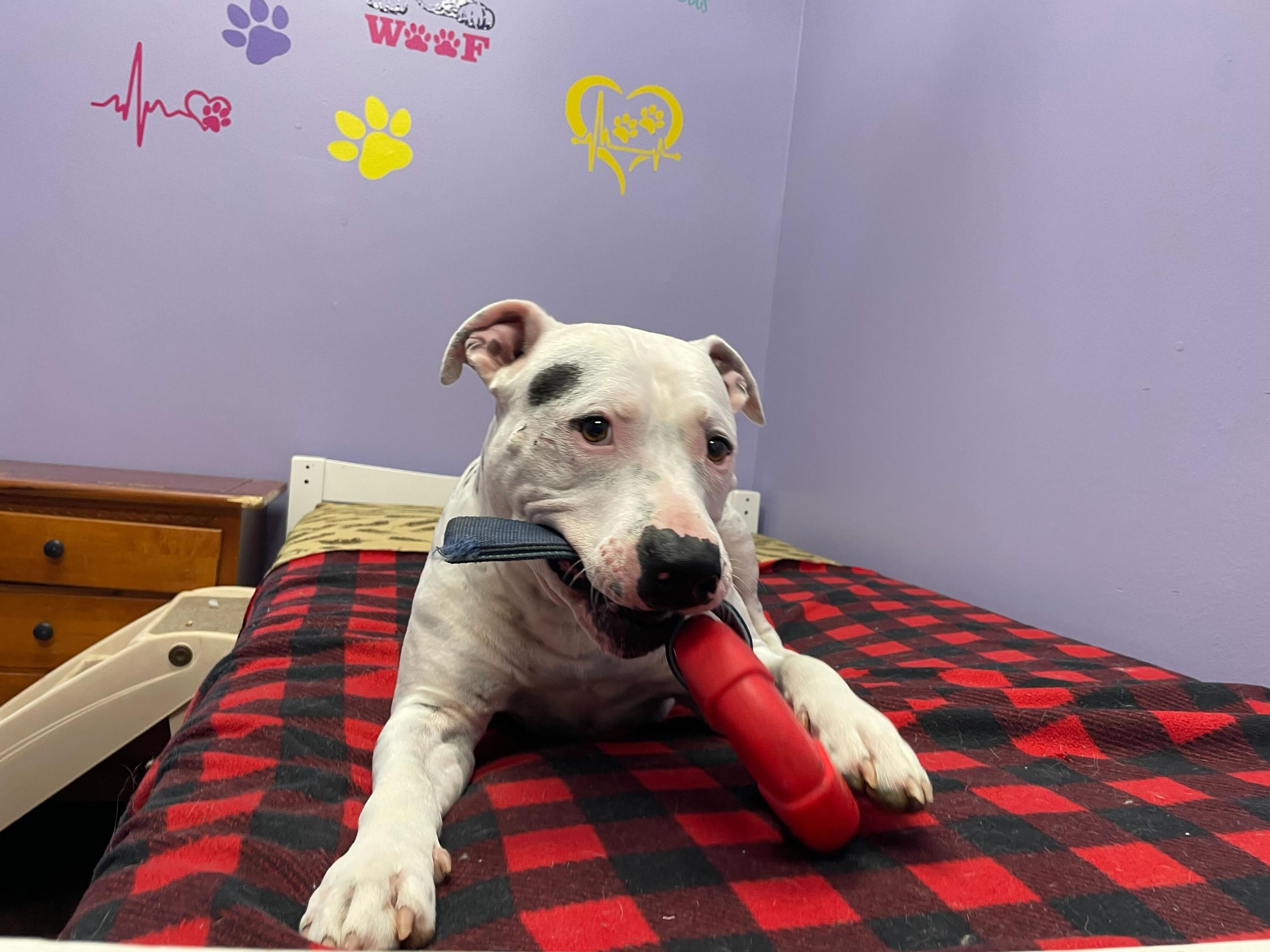 Enlarge Clyde, a ADOPTABLE Pit Bull Terrier in Pantego, TX image 1/1