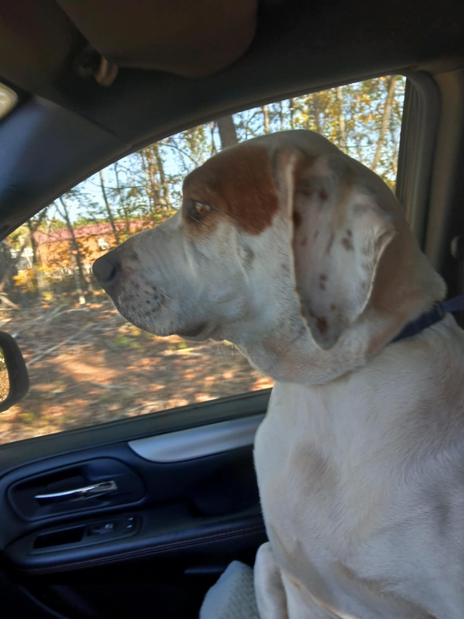 Enlarge Annabelle (mom of Rae), a Adoptable mixed breed in Six Mile, SC image 1/2