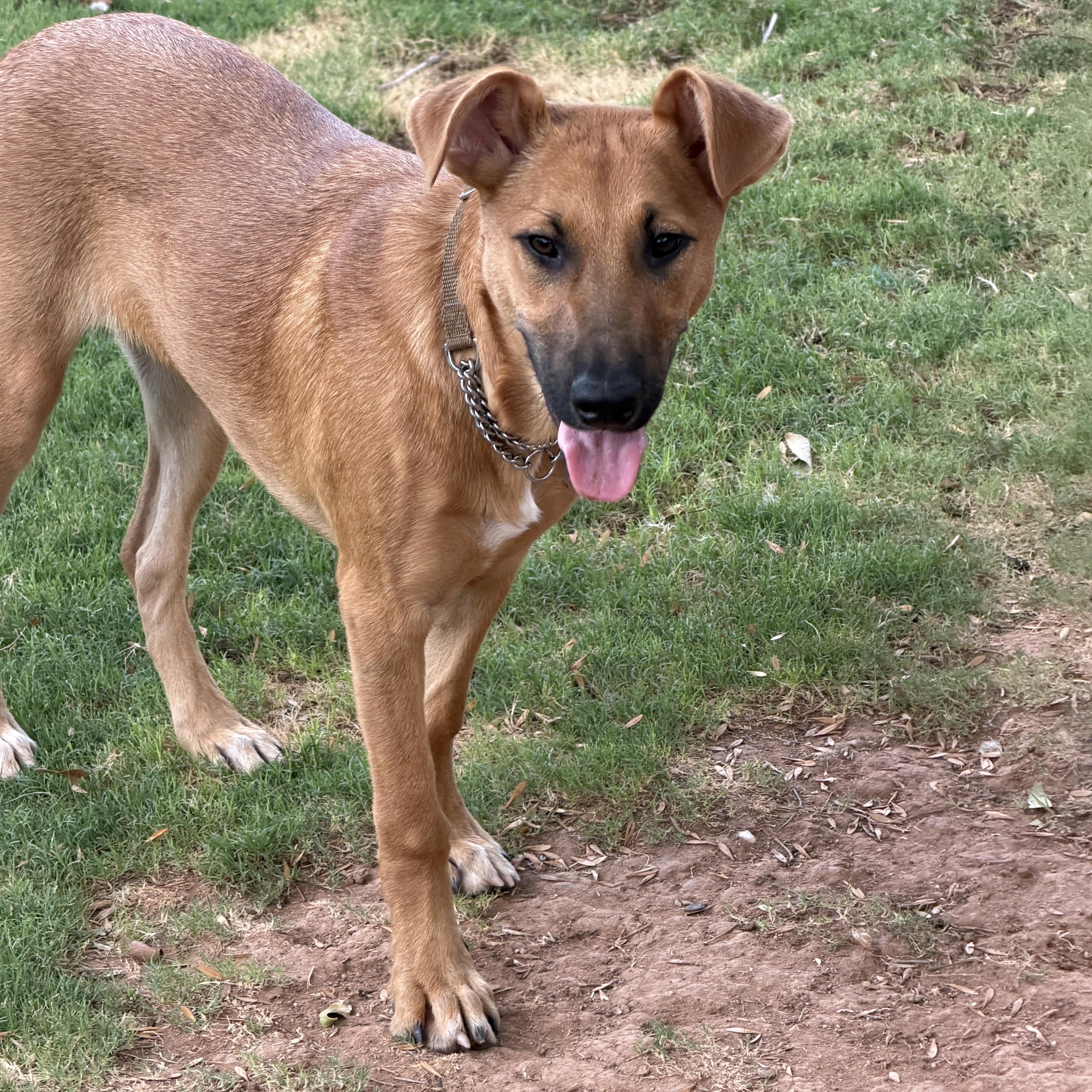 Elsa, a ADOPTABLE mixed breed in Gilbert, AZ image 3/5