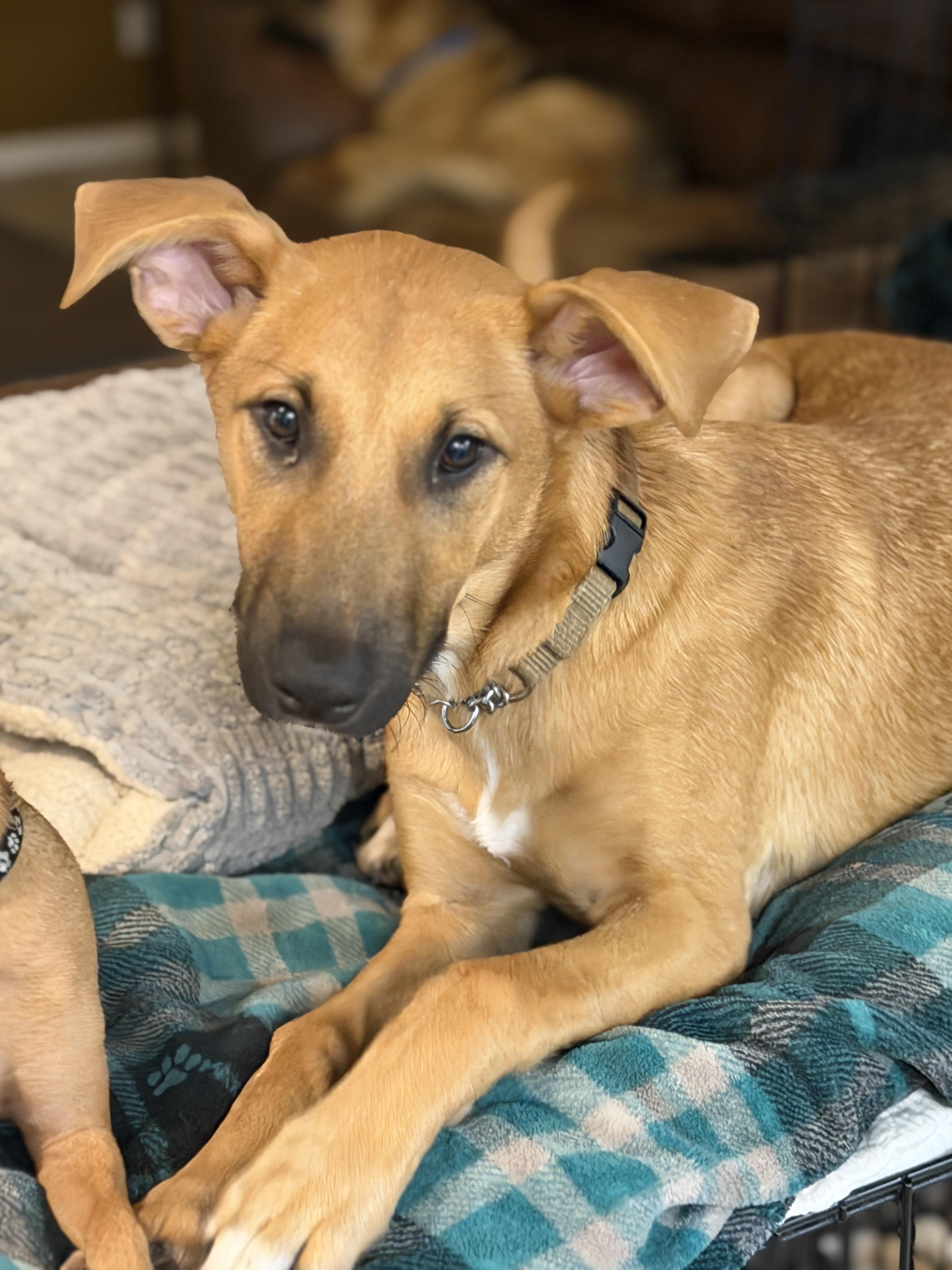 Elsa, ADOPTABLE, Young Female Yellow Labrador Retriever & Black Mouth Cur.