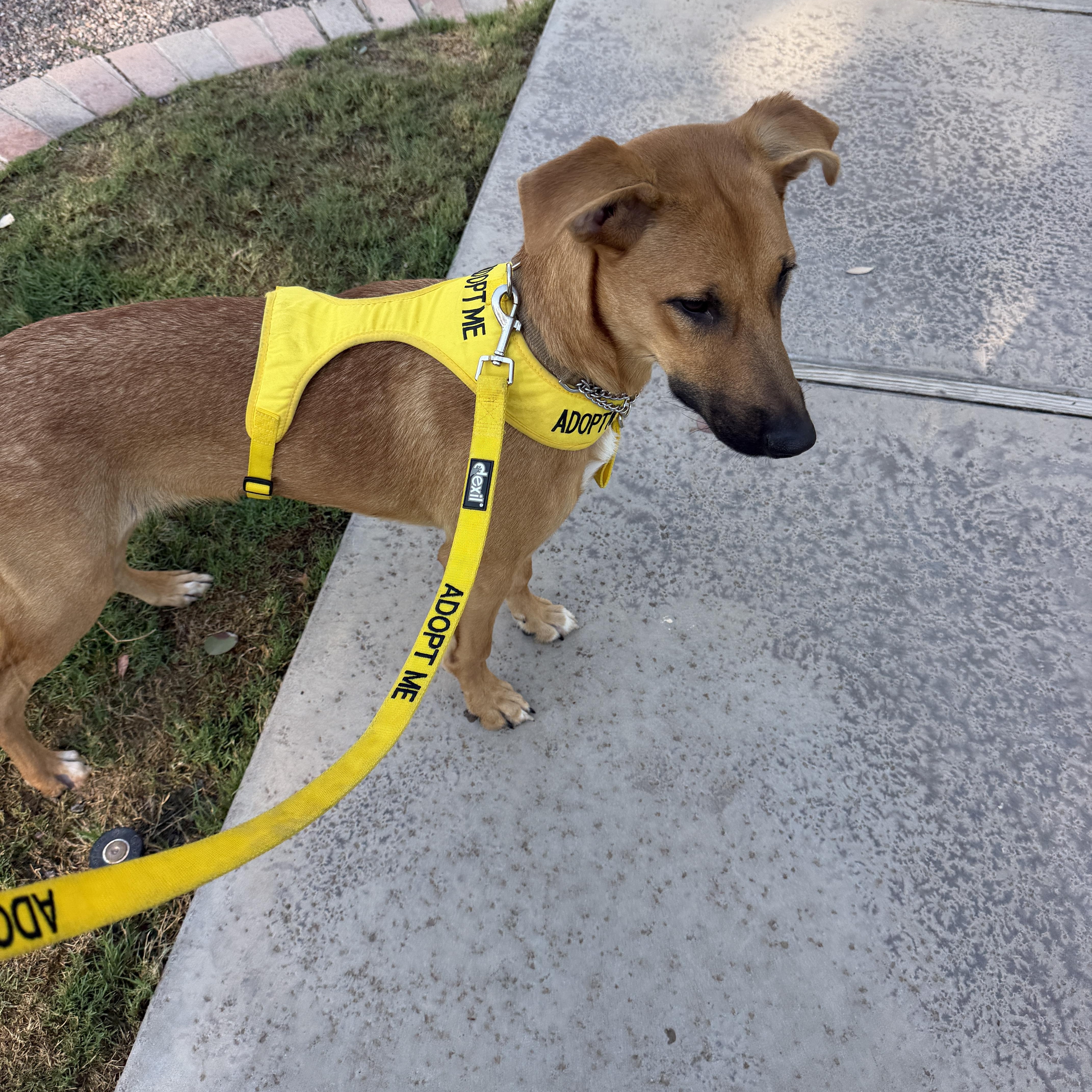Elsa, Adoptable, Young Female Black Mouth Cur & German Pinscher.