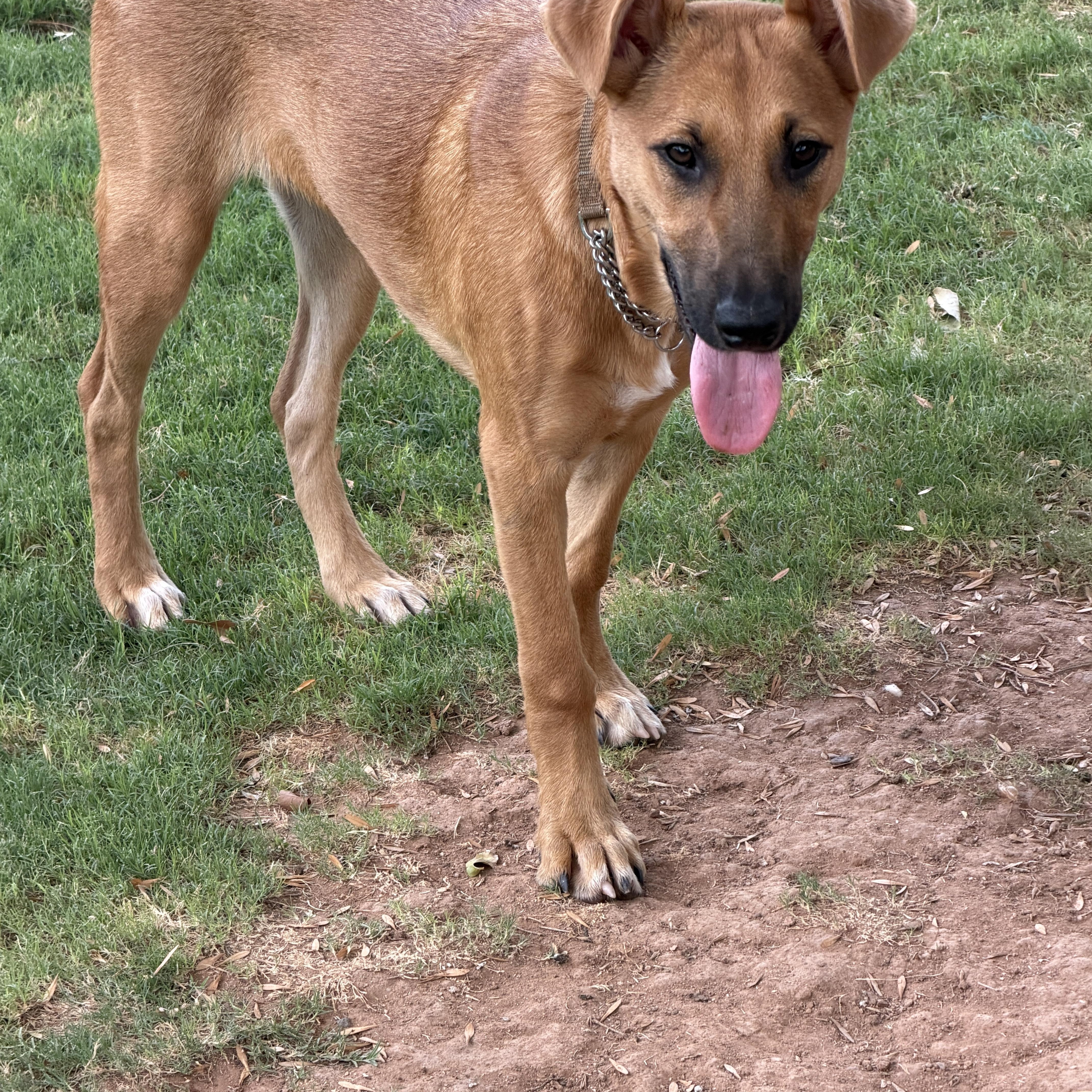 Elsa, a ADOPTABLE mixed breed in Gilbert, AZ image 5/5