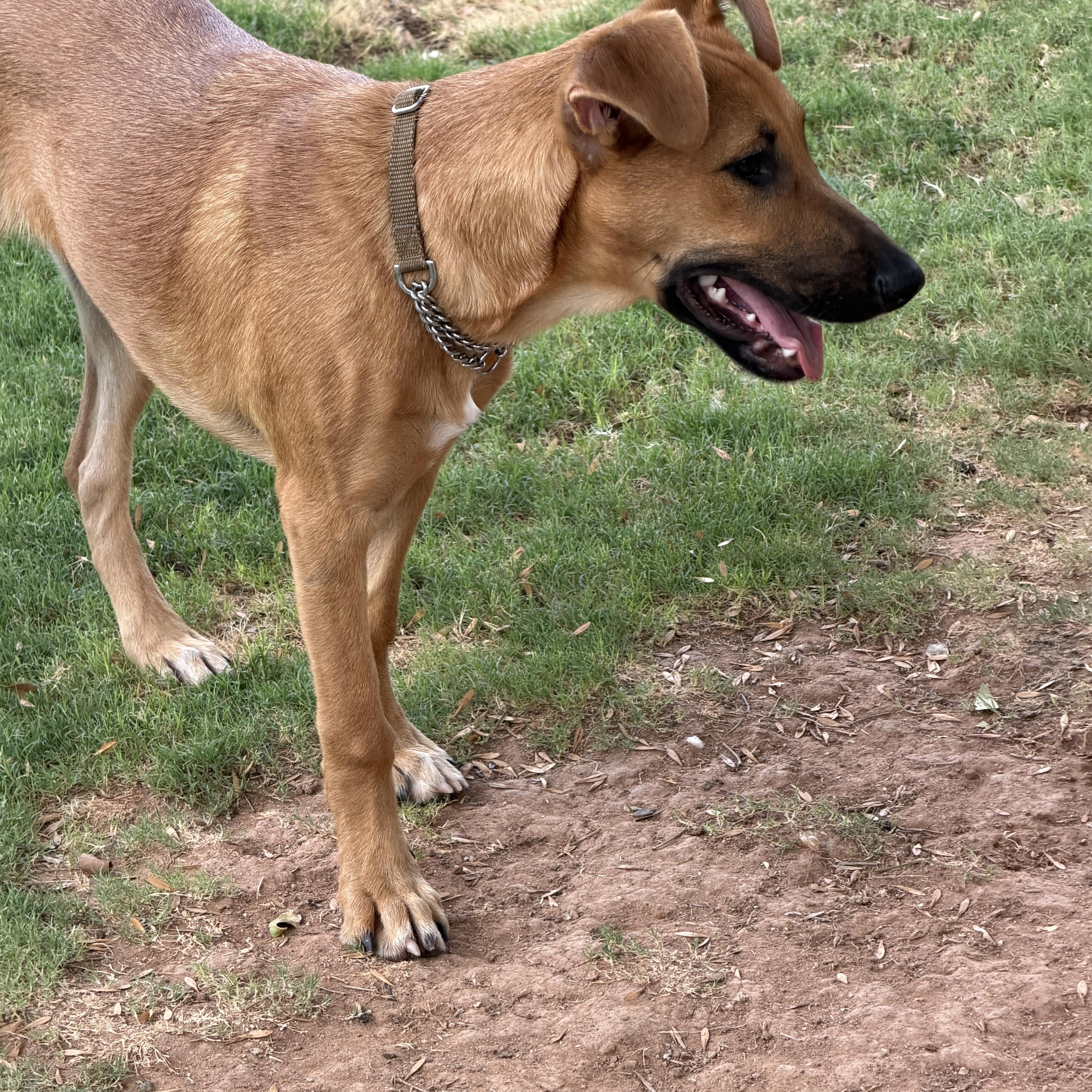 Elsa, a ADOPTABLE mixed breed in Gilbert, AZ image 2/5