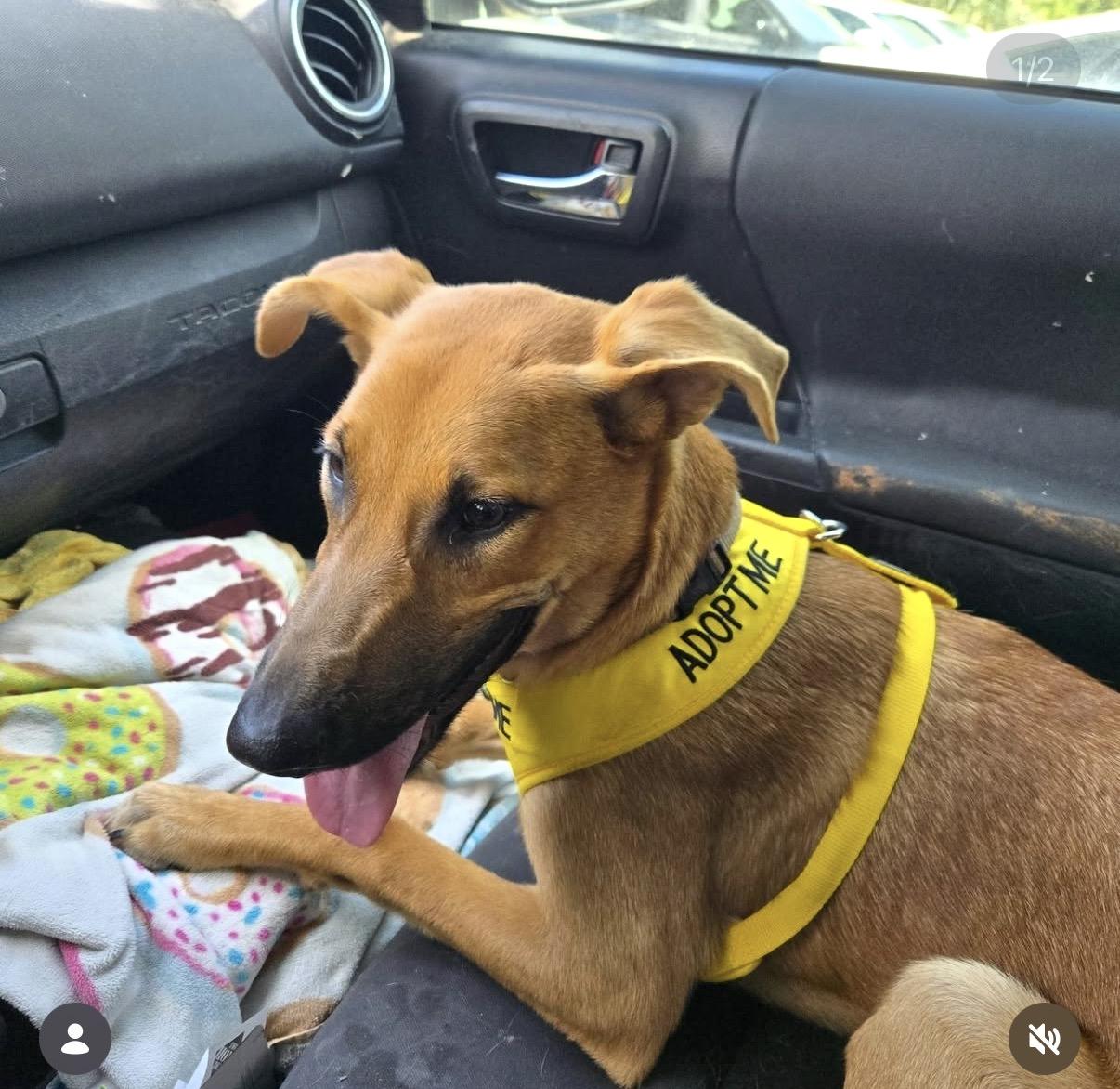 Elsa, Adoptable, Young Female Yellow Labrador Retriever & Black Mouth Cur.