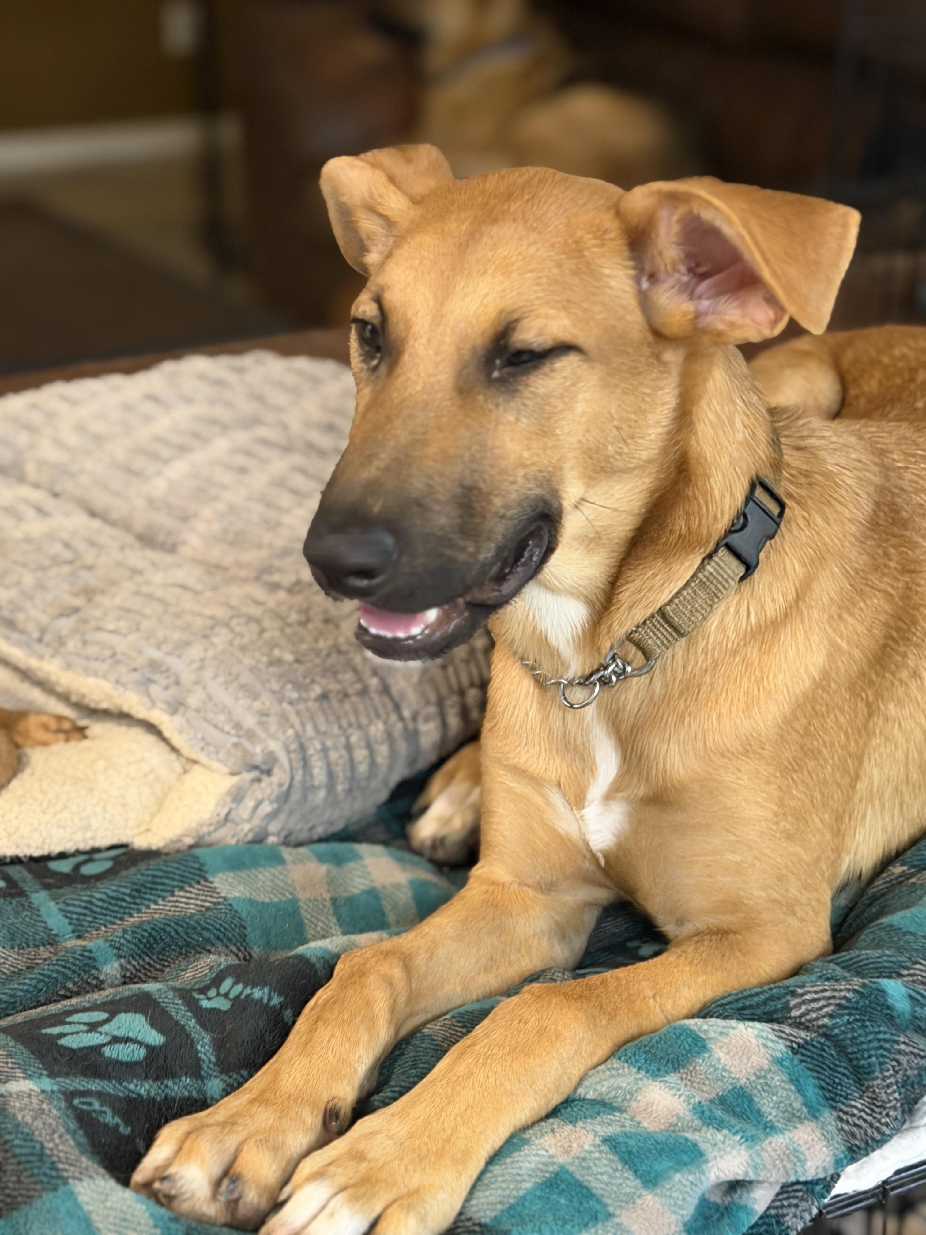 Elsa, a ADOPTABLE mixed breed in Gilbert, AZ image 4/5