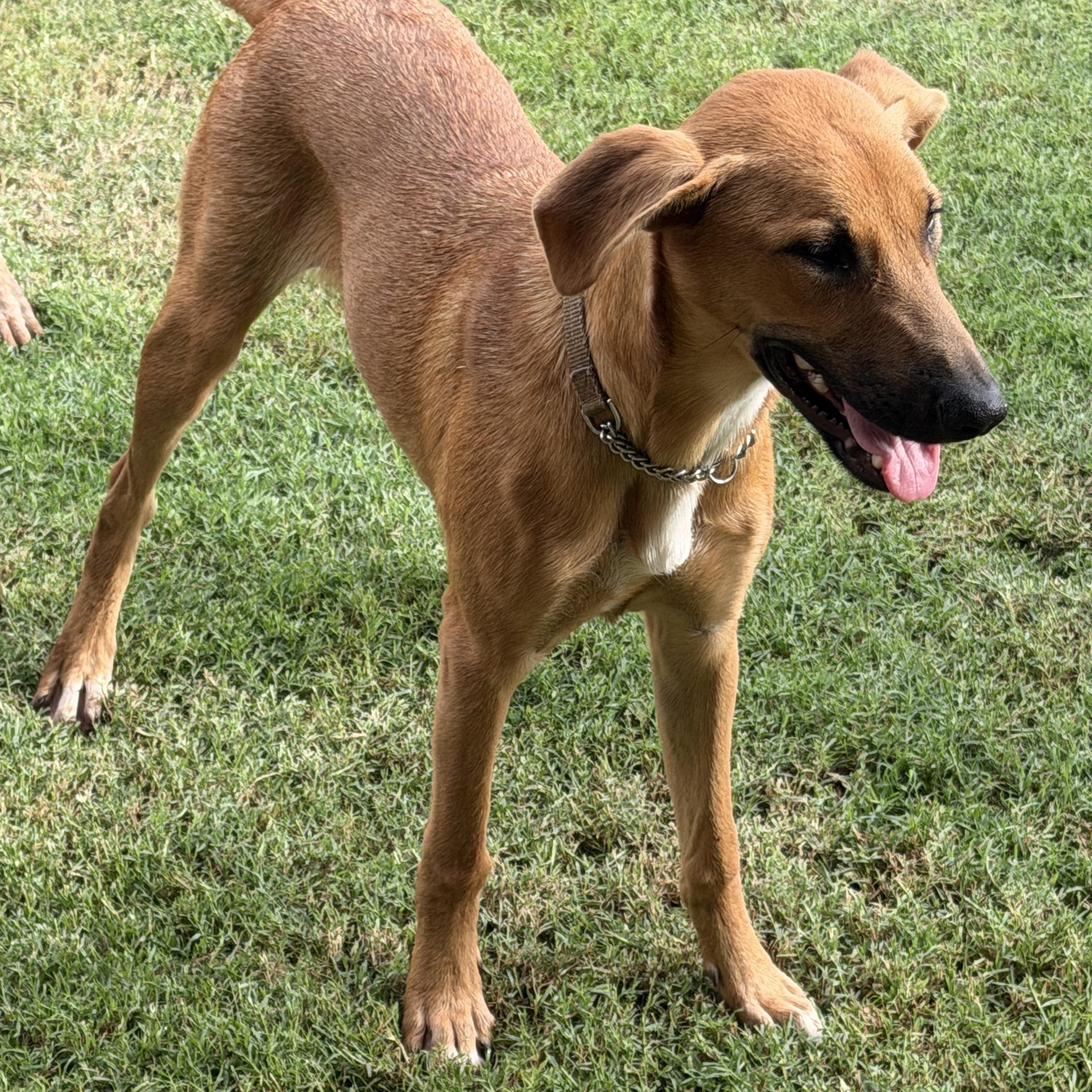 Enlarge Elsa, a Adoptable mixed breed in Gilbert, AZ image 2/6